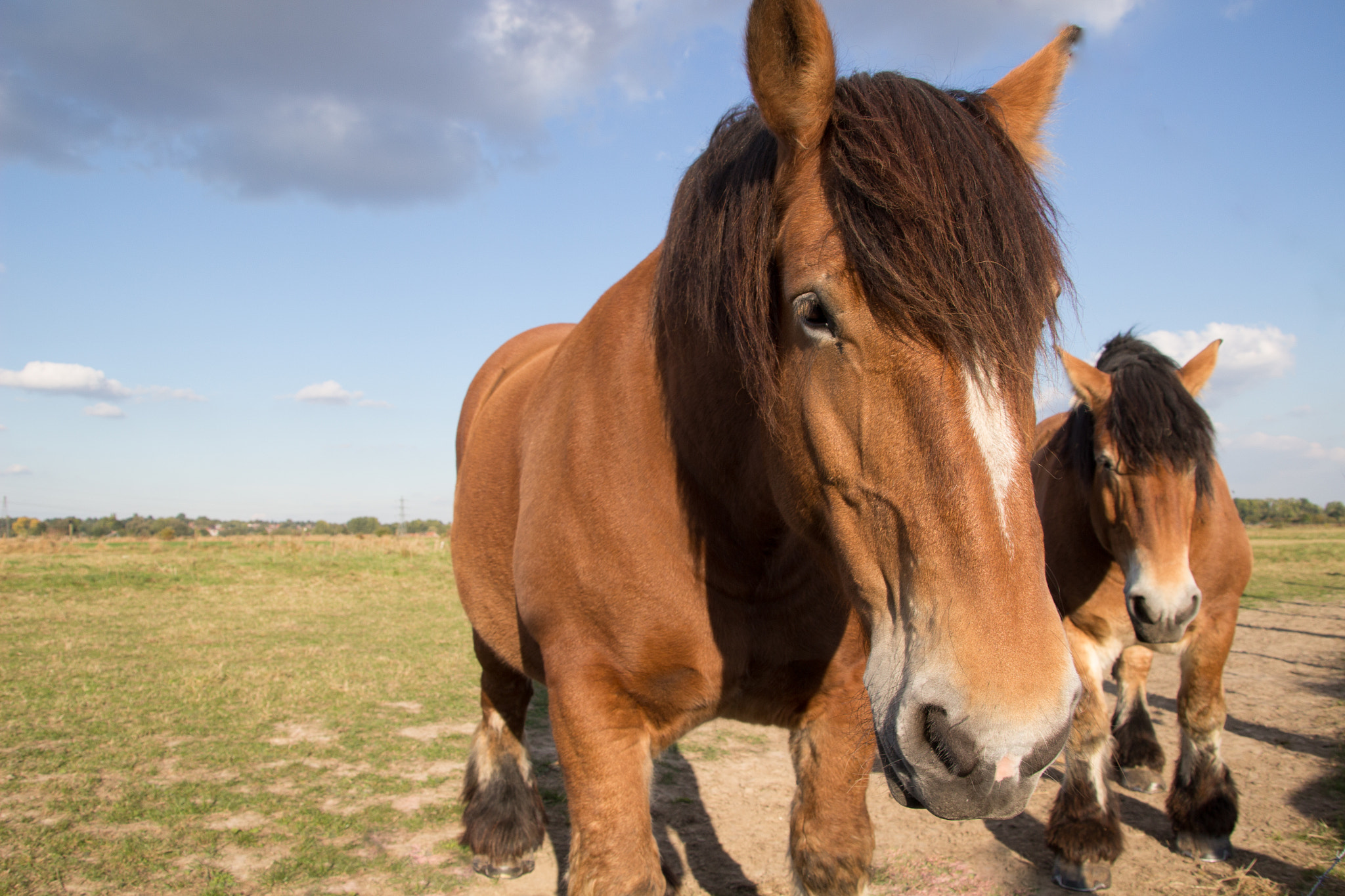 Canon EOS 100D (EOS Rebel SL1 / EOS Kiss X7) + Canon TS-E 90mm F2.8 Tilt-Shift sample photo. Chevaux flamands photography