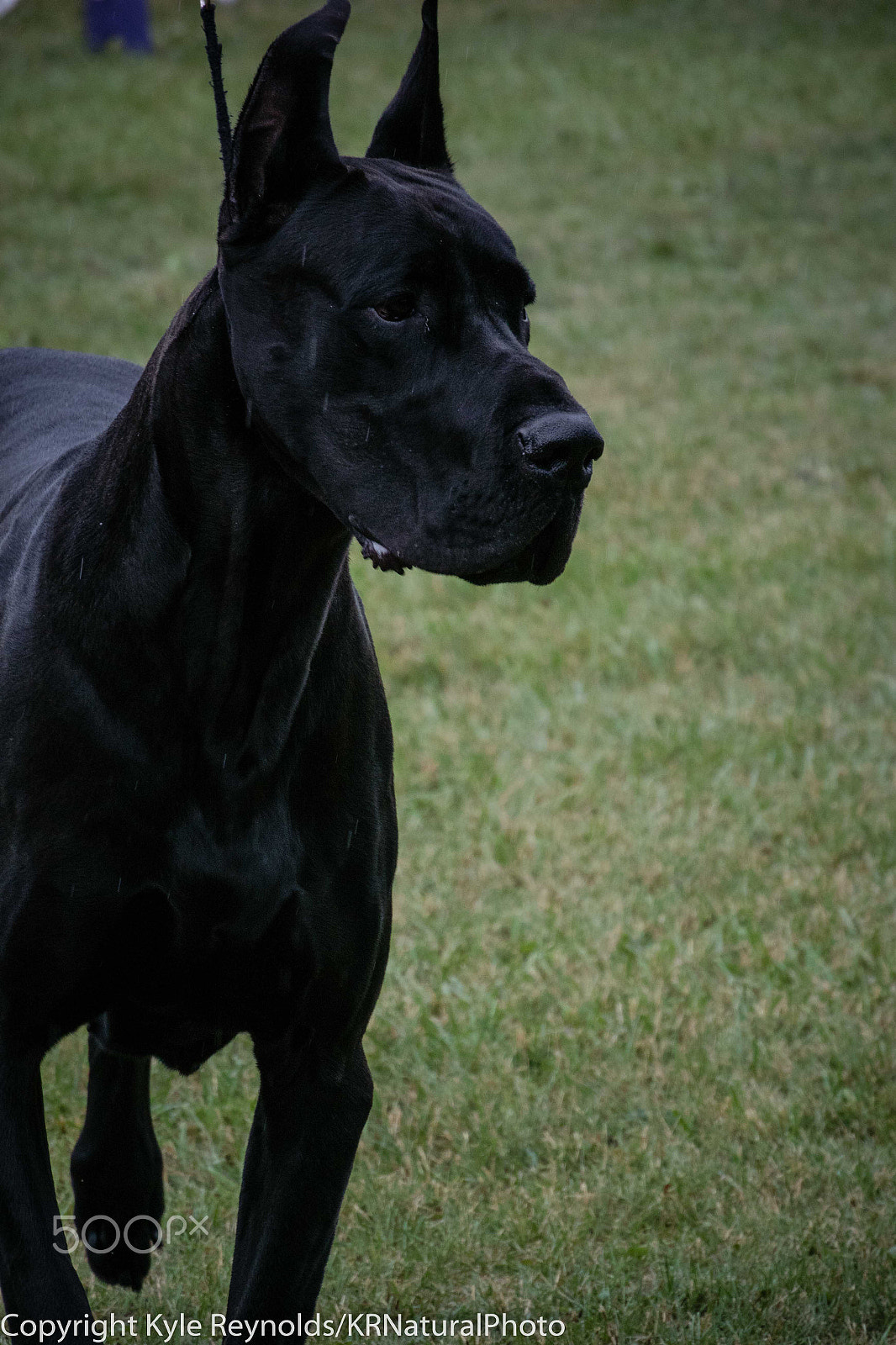 Nikon 1 Nikkor VR 30-110mm F3.8-5.6 sample photo. Black great dane showing in the rain photography
