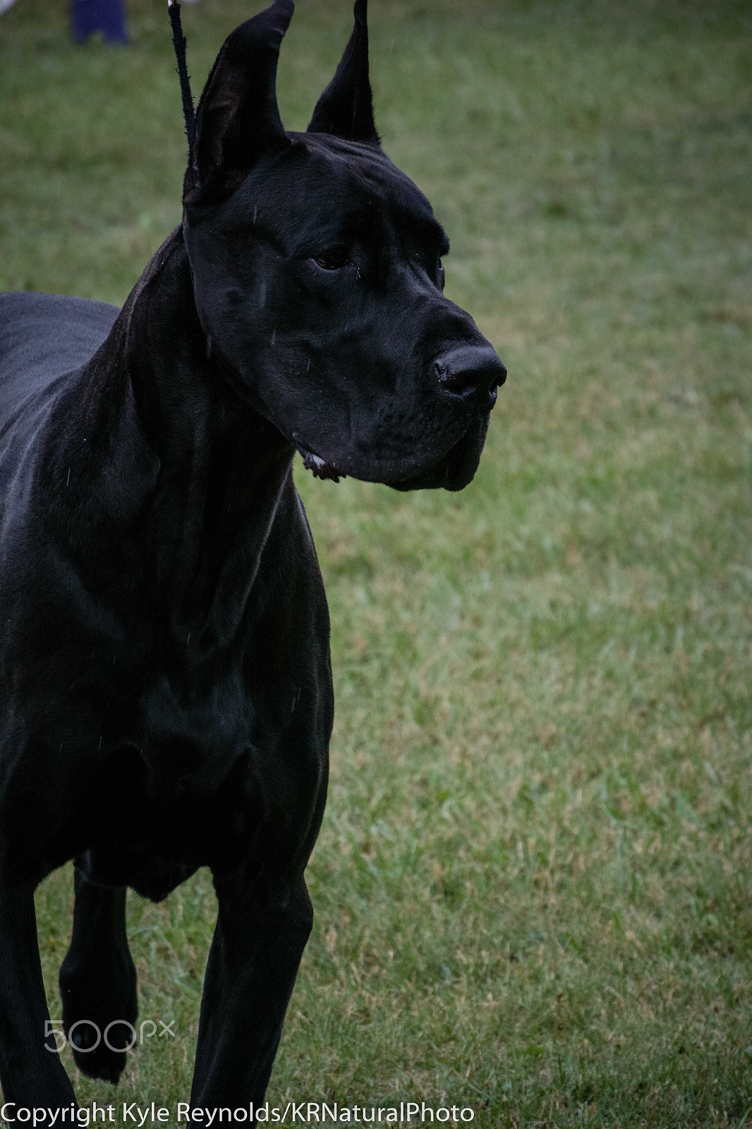 Nikon 1 J4 + Nikon 1 Nikkor VR 30-110mm F3.8-5.6 sample photo. Black great dane showing in the rain photography