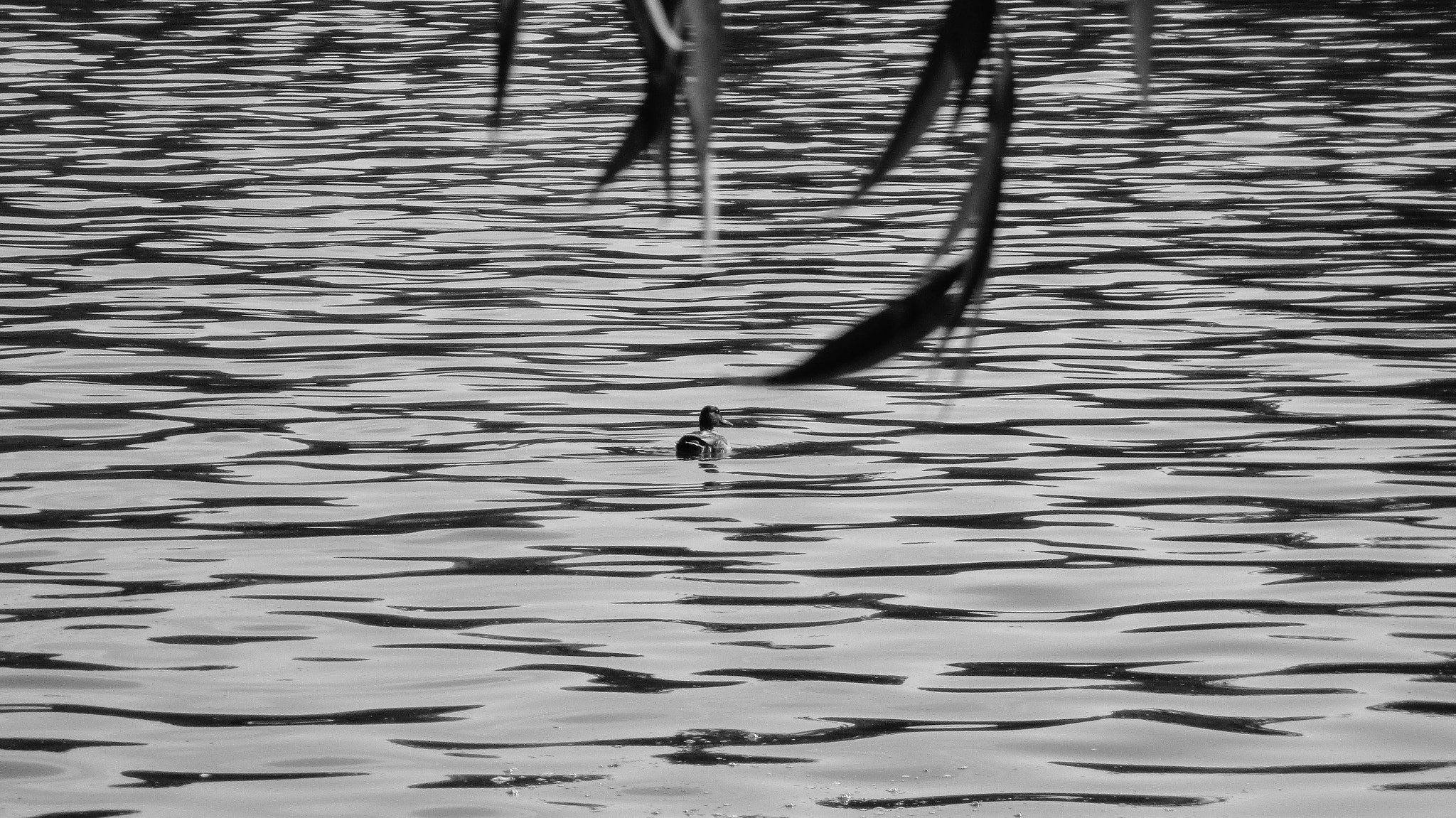 Canon IXUS 165 (IXY 160) sample photo. Lonely duck photography