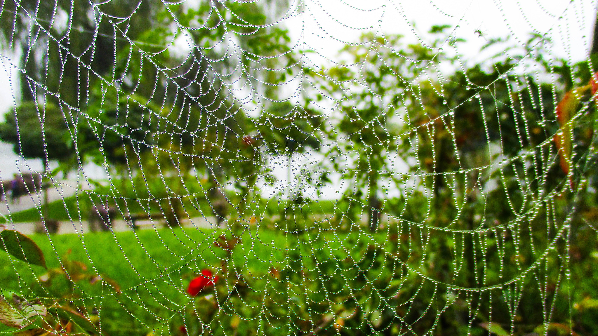 Canon IXUS 165 (IXY 160) sample photo. Spider-web photography