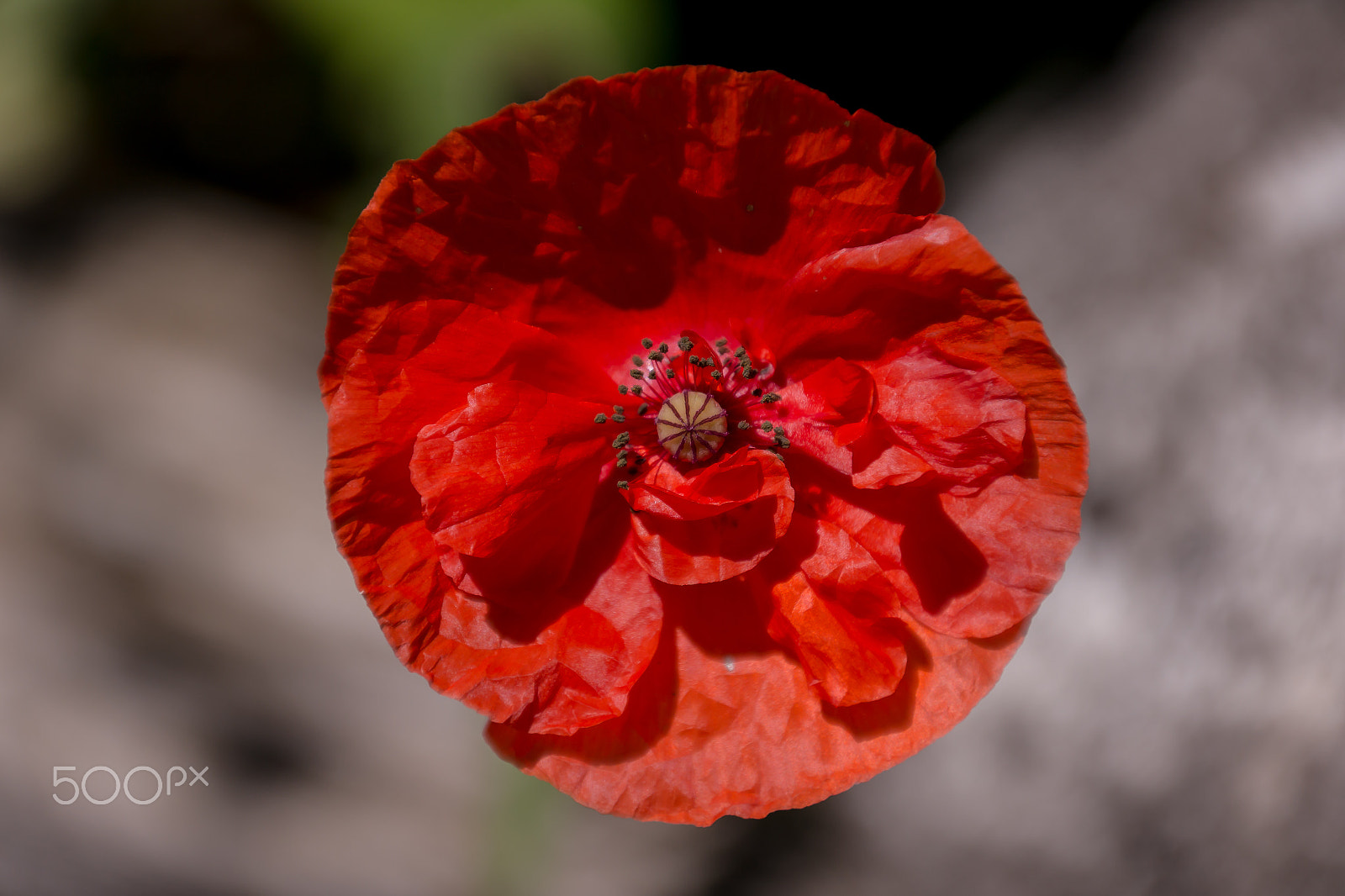 Samsung NX 18-200mm F3.5-6.3 ED OIS sample photo. The red flower photography