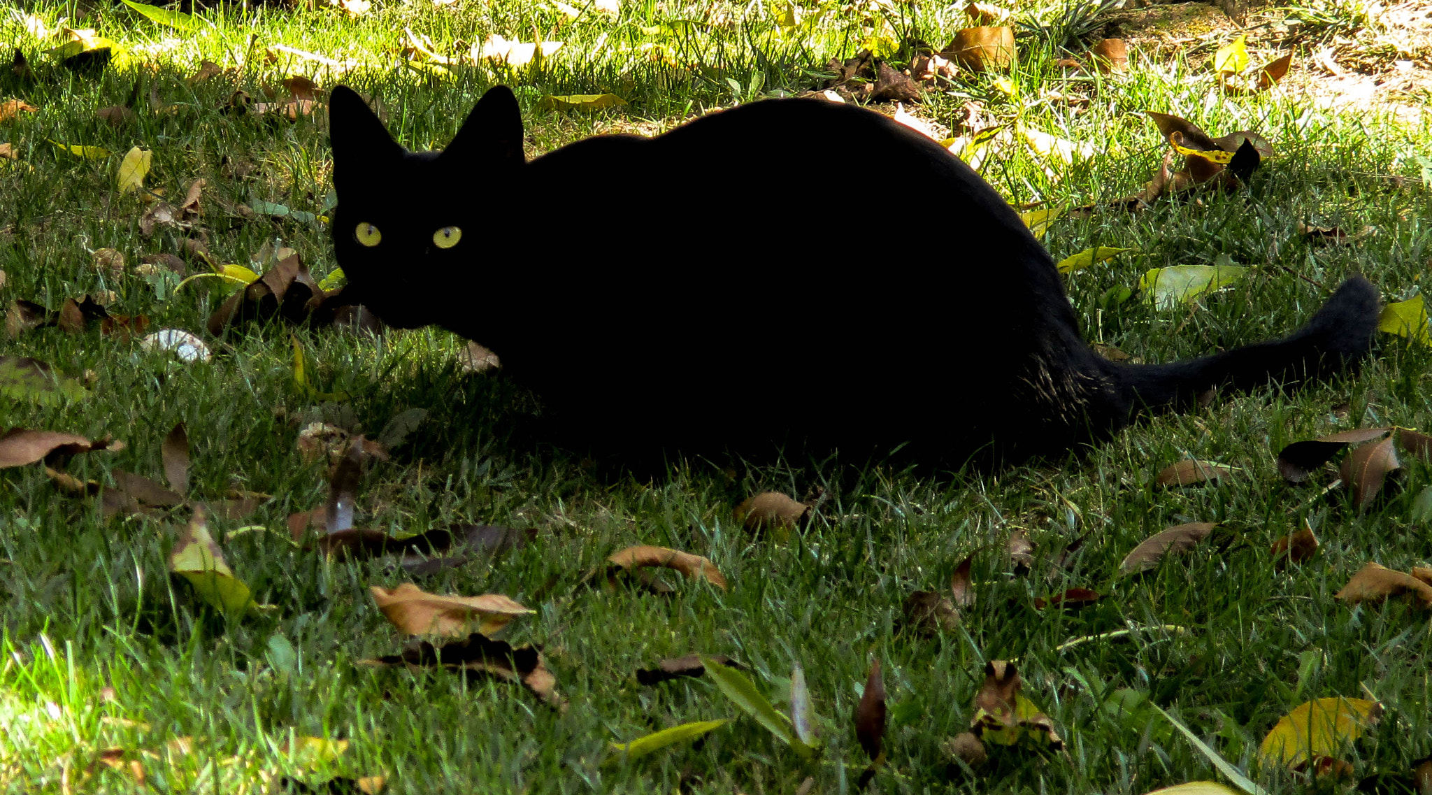 Canon IXUS 165 (IXY 160) sample photo. Black cat for luck photography