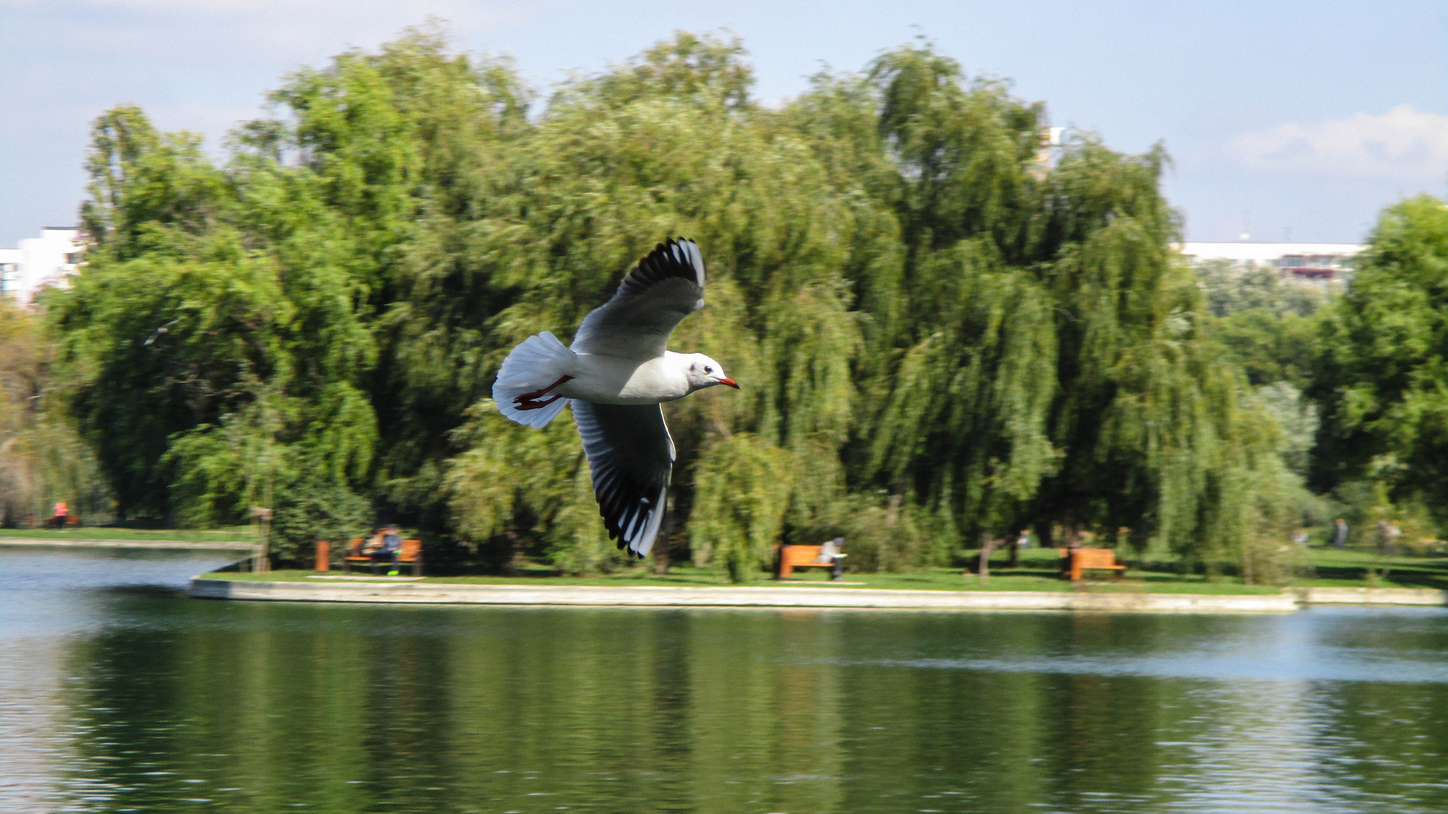 Canon IXUS 165 (IXY 160) sample photo. Seagull flying above photography