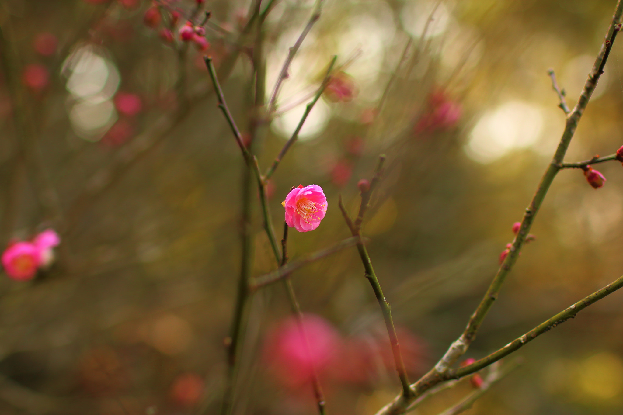 Canon EOS 70D + Canon EF 35mm F1.4L USM sample photo. Charming photography