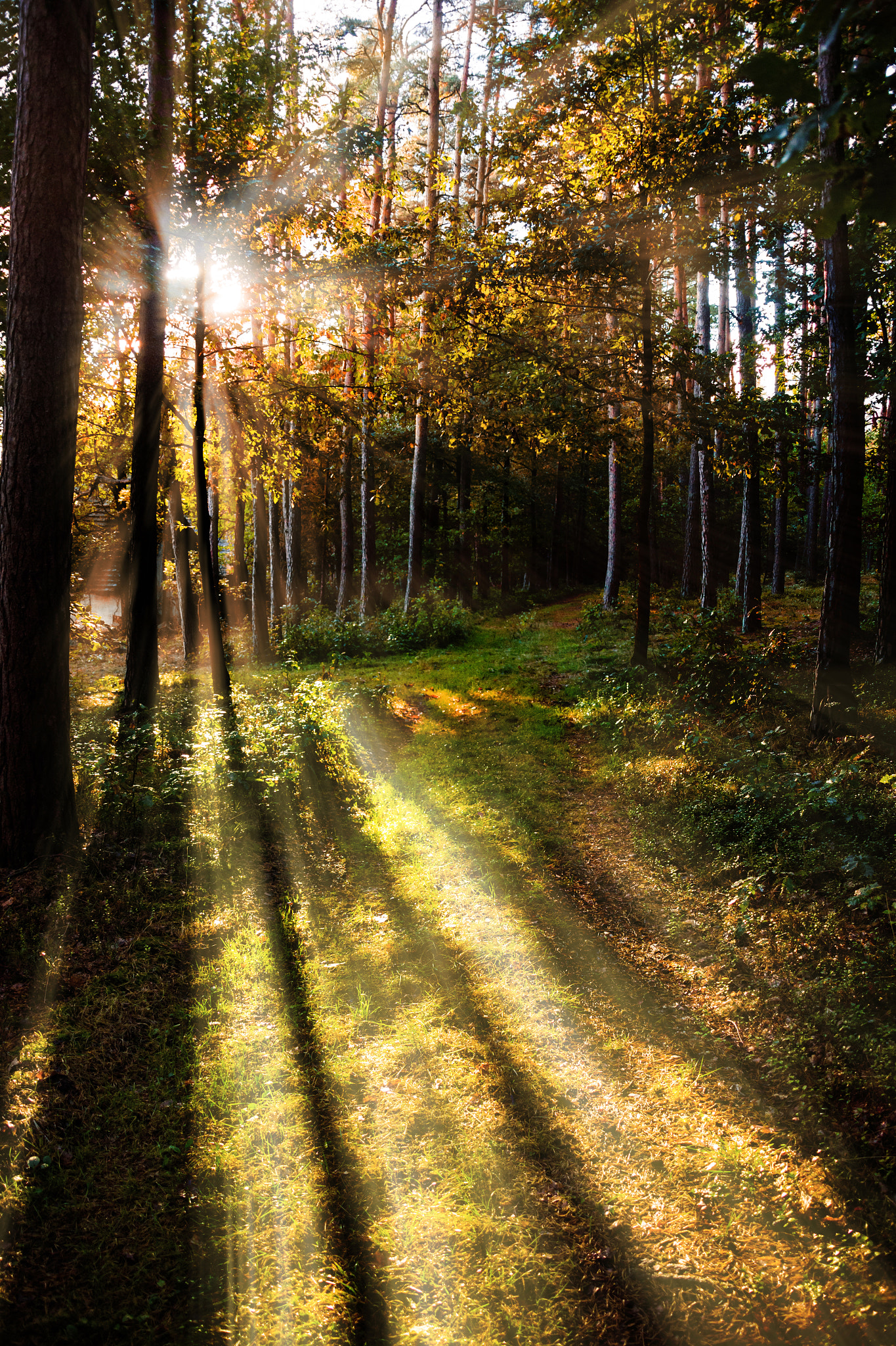 Sigma 18-200mm f/3.5-6.3 DC OS sample photo. Autumn forest photography