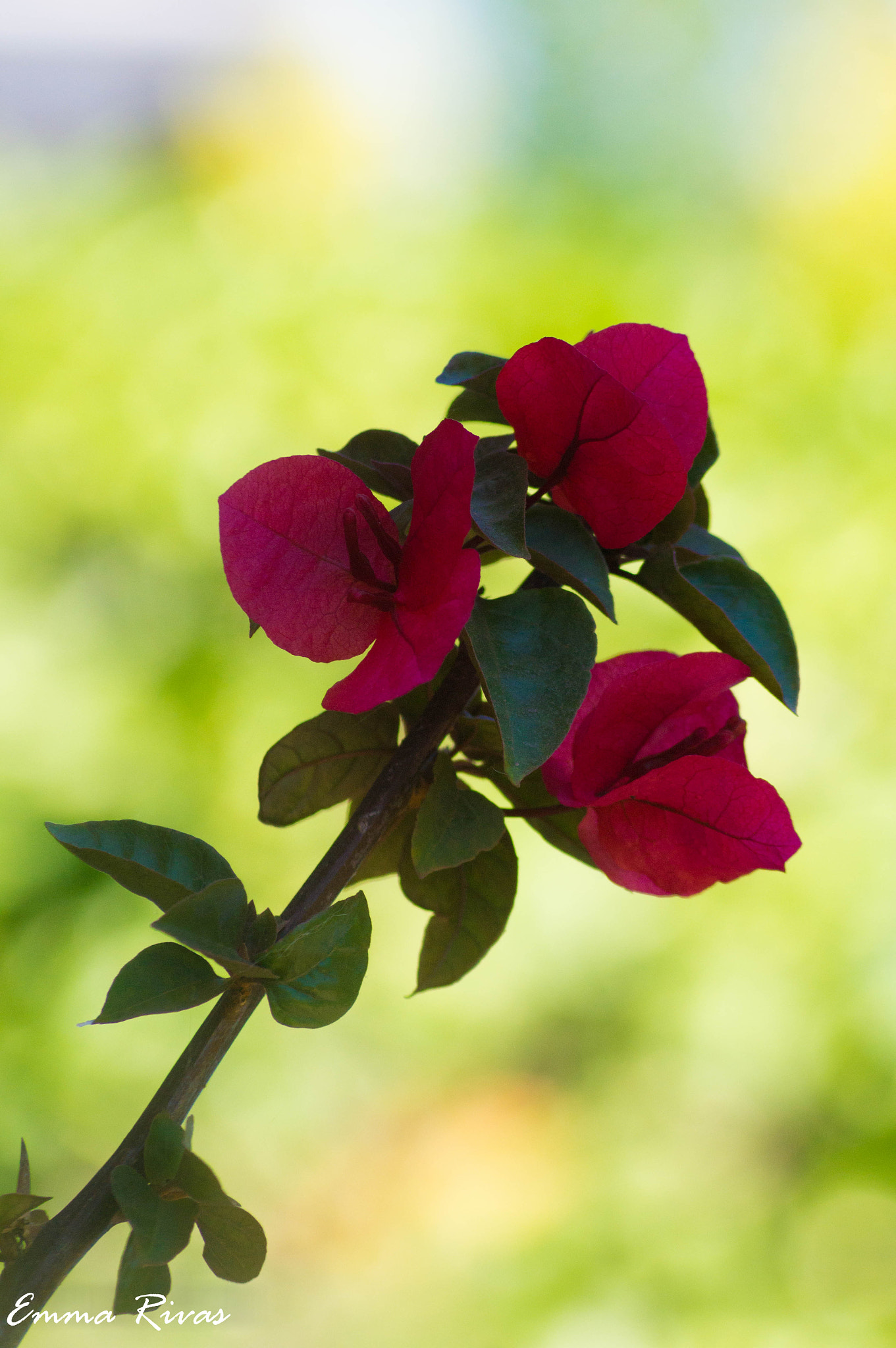 Sony DT 55-200mm F4-5.6 SAM sample photo. Fucsia photography