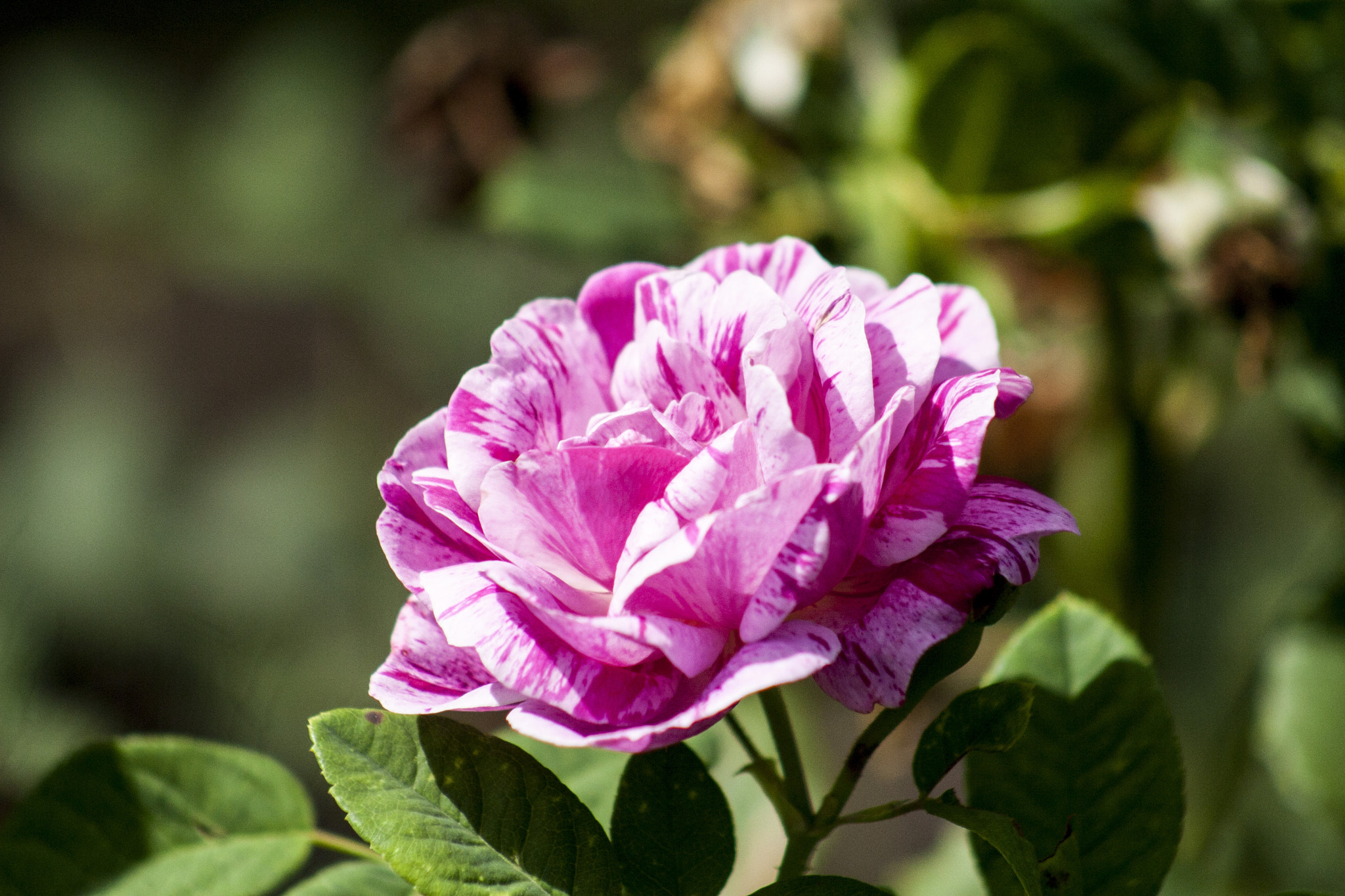 Canon EOS 30D + EF75-300mm f/4-5.6 sample photo. Mg photography
