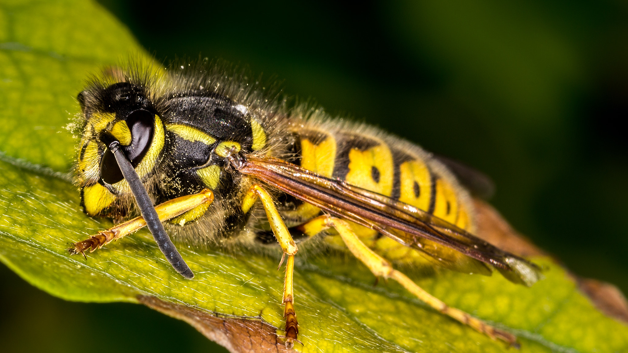 Tamron SP AF 90mm F2.8 Di Macro sample photo. European wasp photography