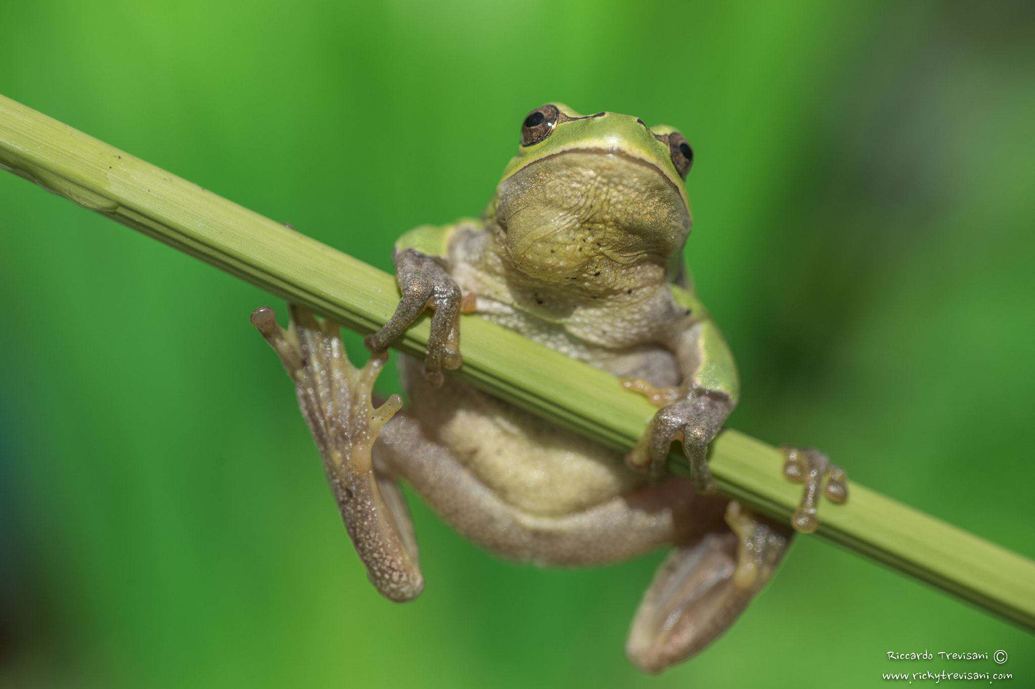 Nikon D4 sample photo. Tree frog photography