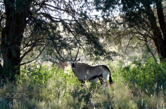 Sony DSC-P73 sample photo. Oryx's joy after rain in the kalahari photography