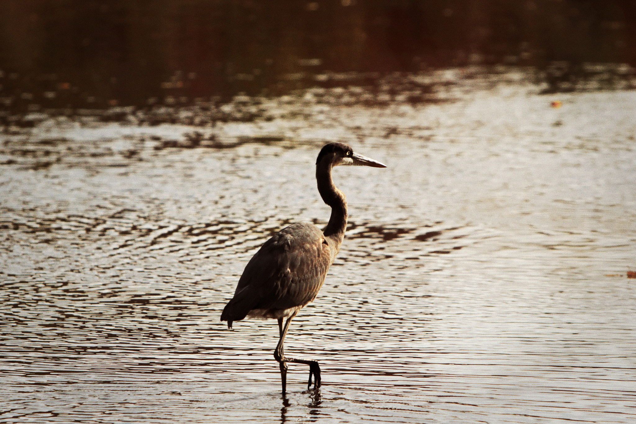 Canon EOS-1D Mark IV sample photo. ... photography