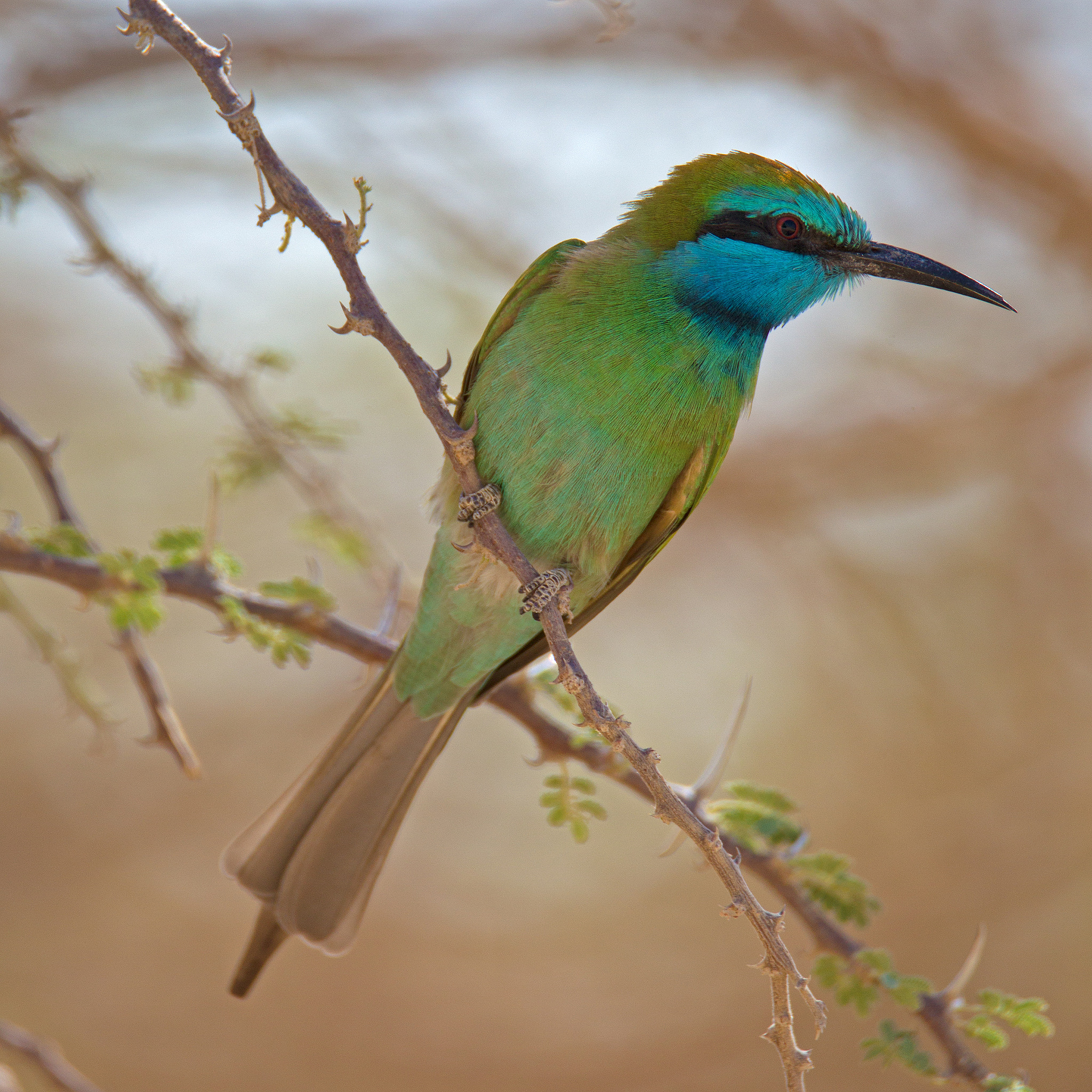 Canon EOS-1D Mark IV + Tamron SP 150-600mm F5-6.3 Di VC USD sample photo. Little green bee-eater photography