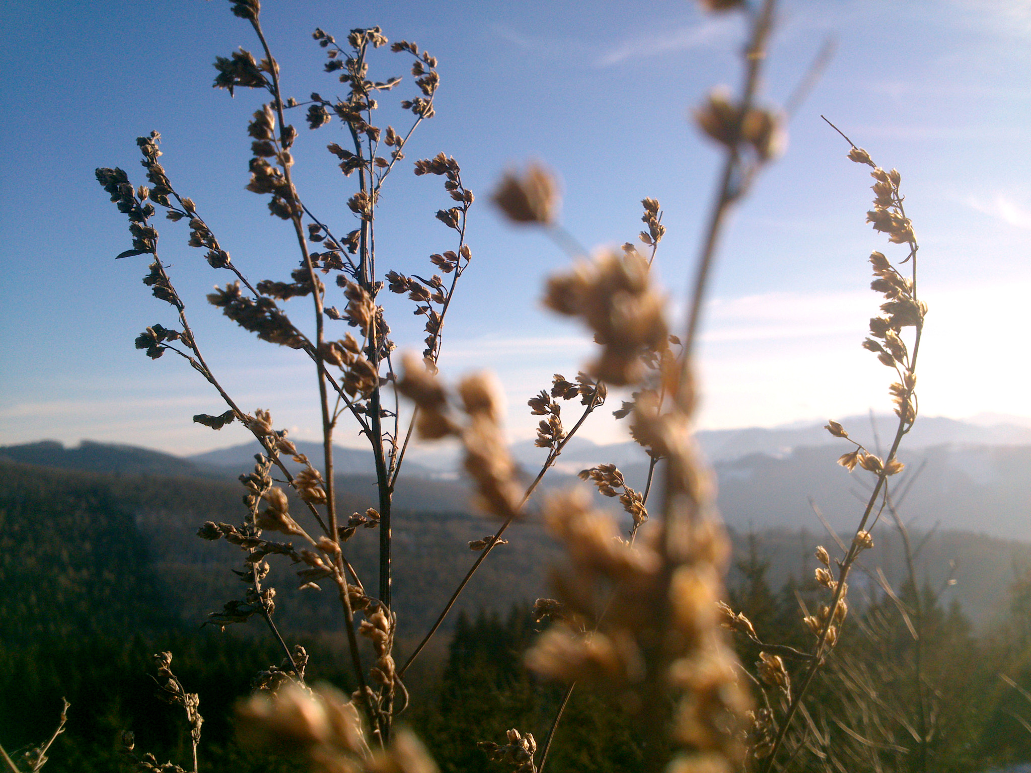 Sony Xperia P sample photo. Blured grass in the wind photography