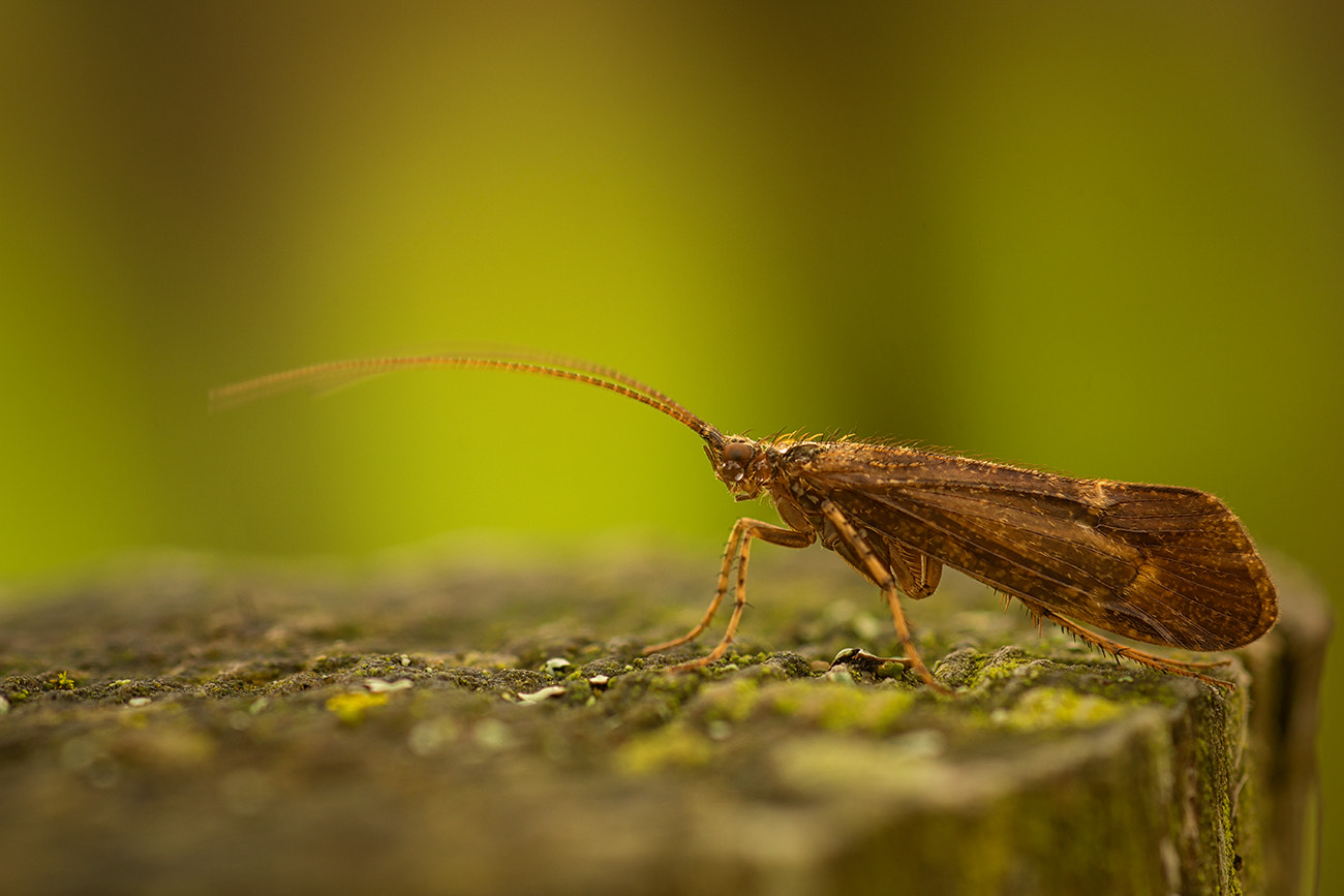 Sony SLT-A77 + Minolta AF 100mm F2.8 Macro [New] sample photo. One of the last in the autumn photography