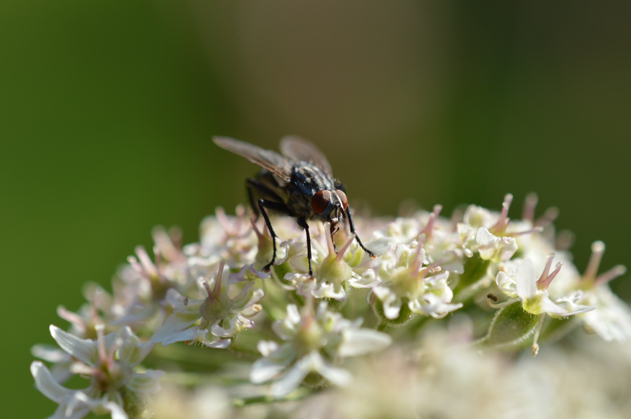 Nikon AF-S DX Micro-Nikkor 85mm F3.5G ED VR sample photo. Mouche photography