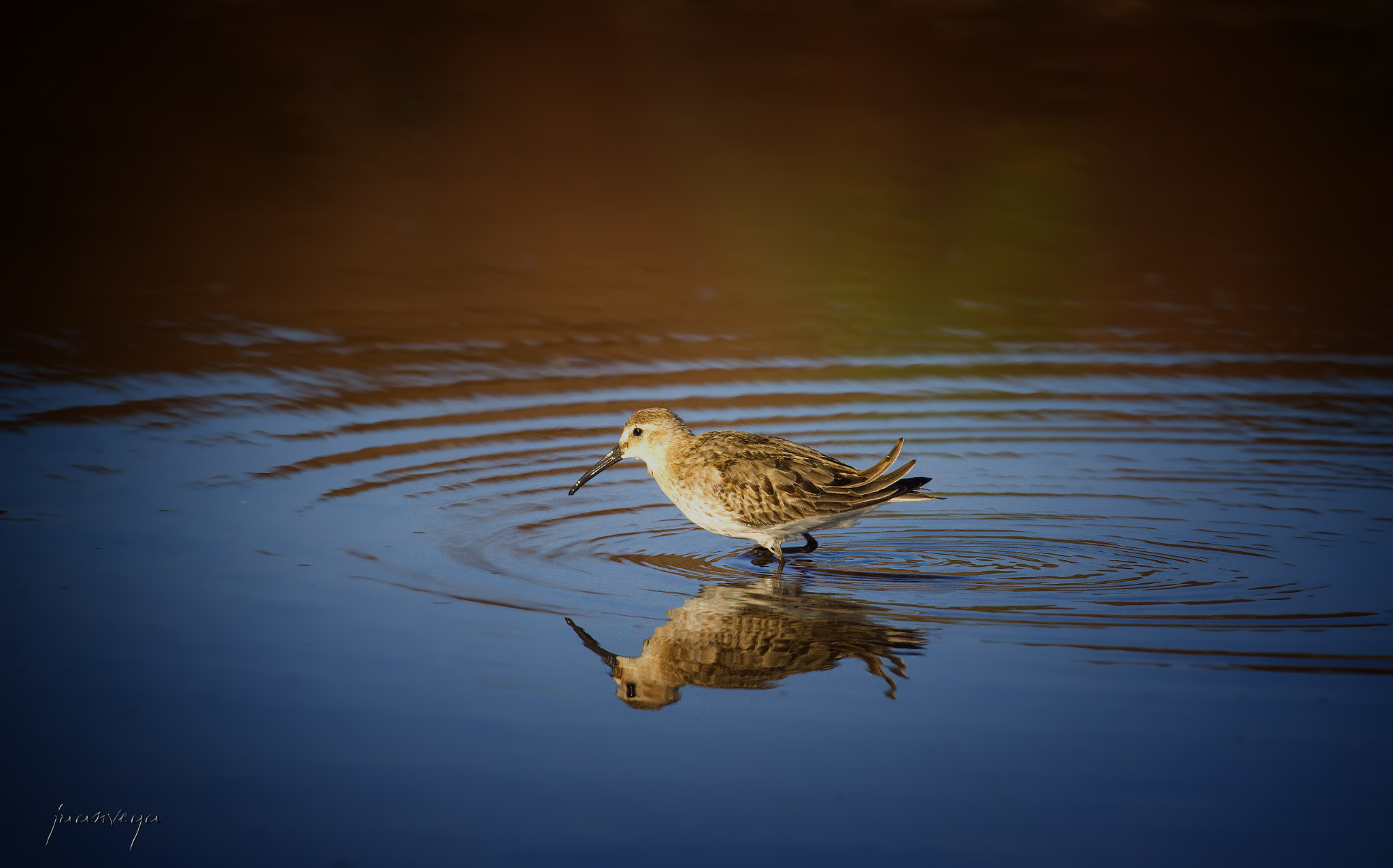 Minolta AF 300mm F2.8 HS-APO G sample photo. Ave photography