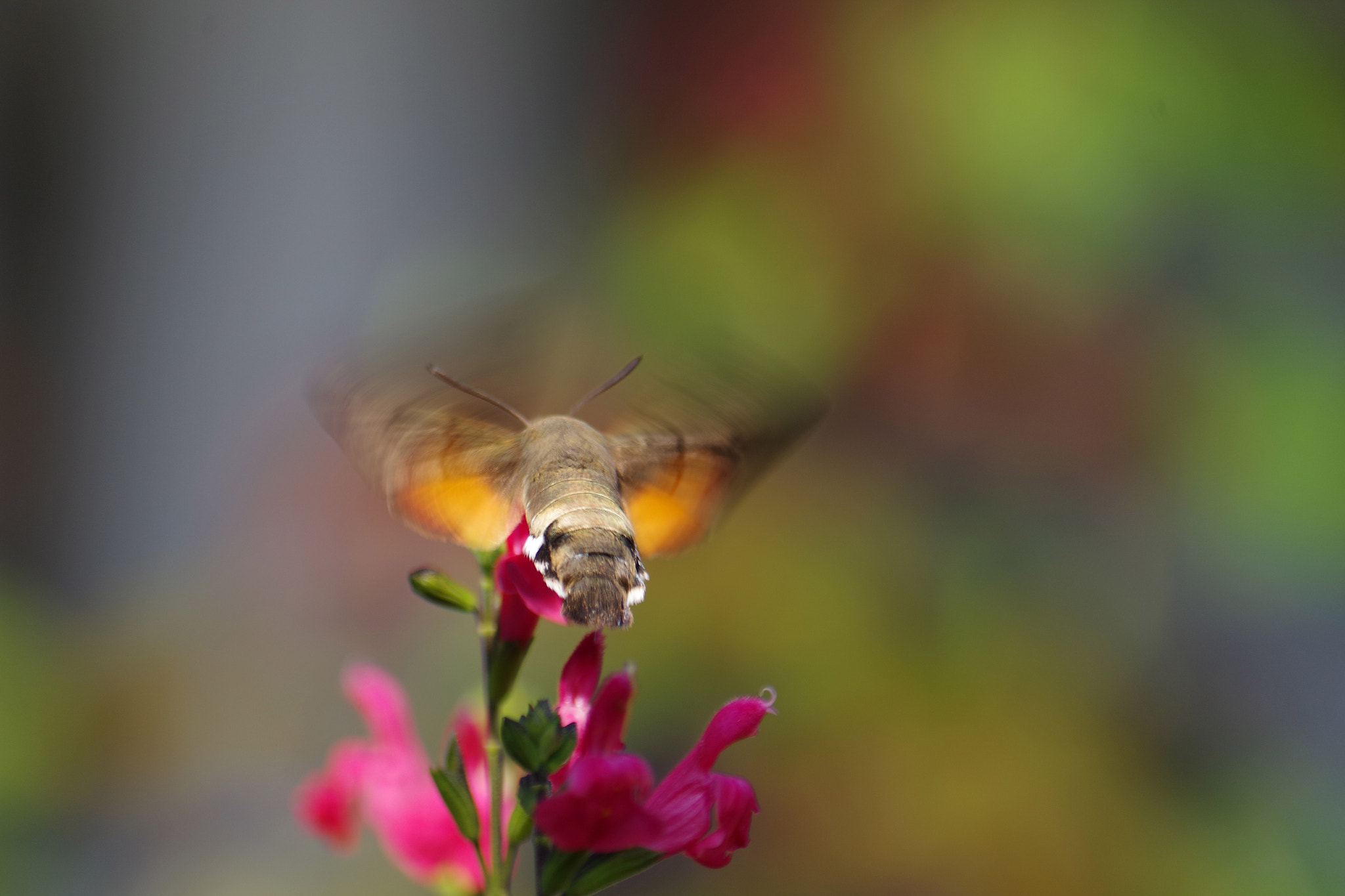 smc Pentax-DA L 50-200mm F4-5.6 ED WR sample photo. Morosphinx photography