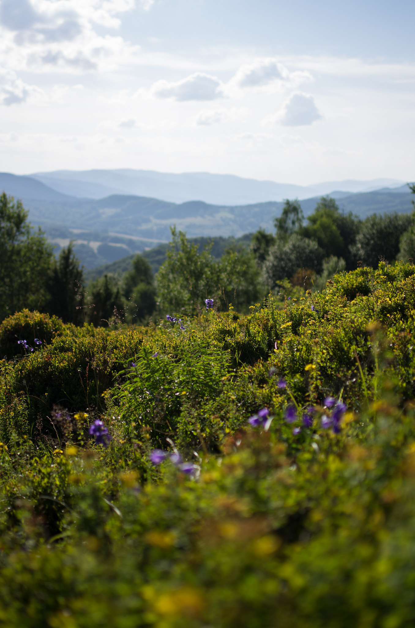 Pentax K-5 sample photo. Mountain flowers photography