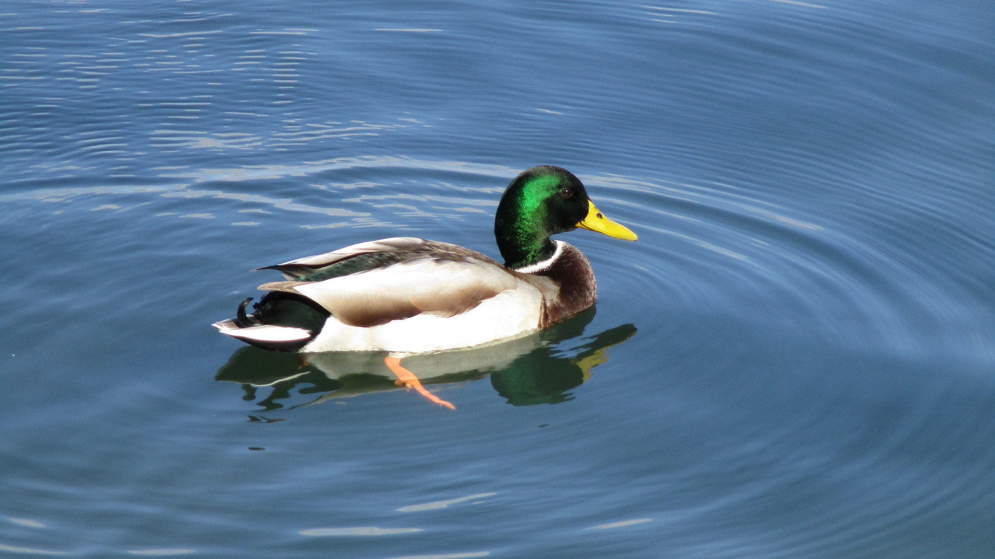 Canon IXUS 165 (IXY 160) sample photo. Colorful duck photography