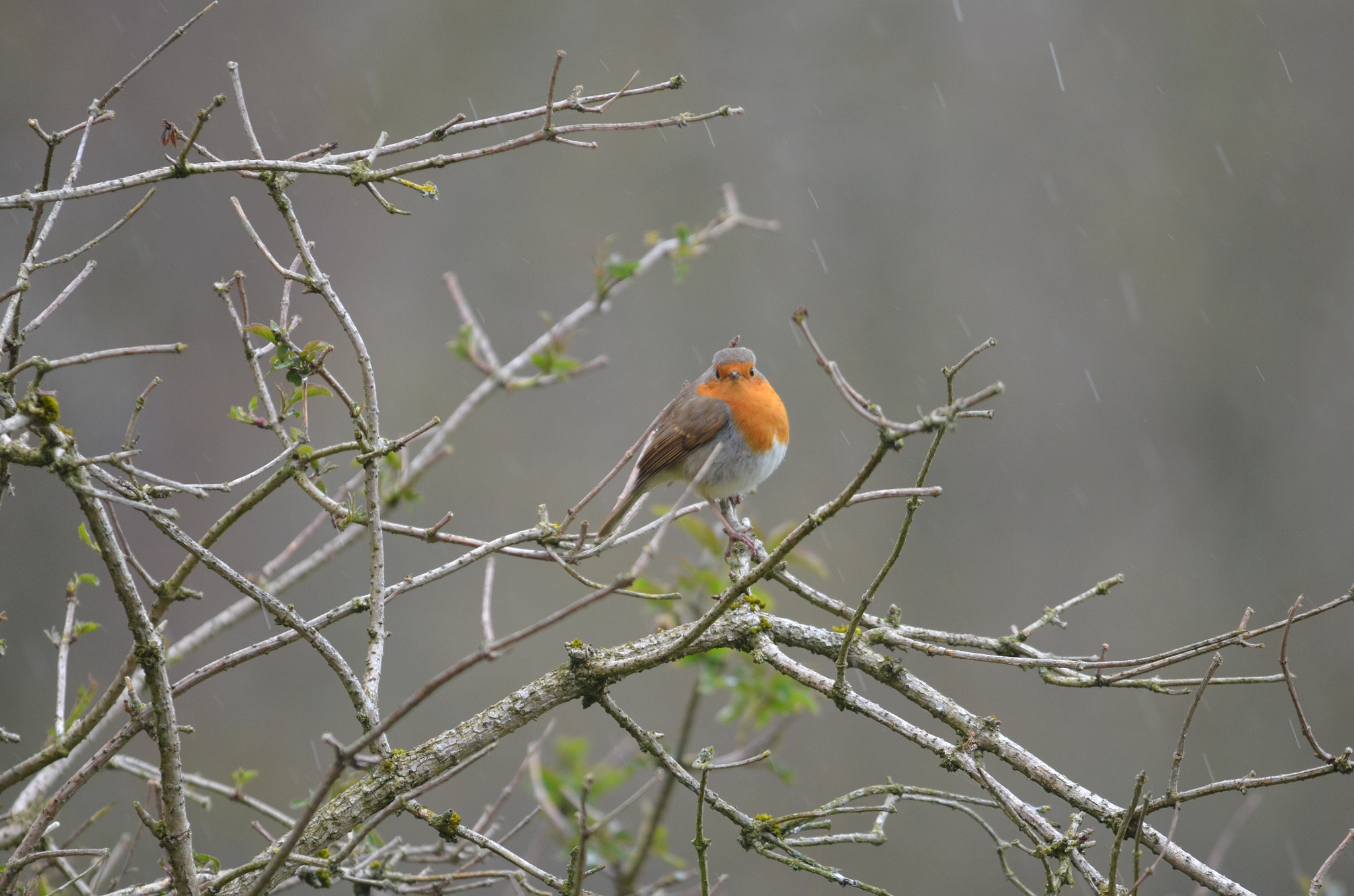 Sigma 150-500mm F5-6.3 DG OS HSM sample photo. Rainy robin photography