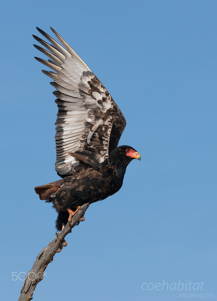 Nikon AF-S Nikkor 200-400mm F4G ED-IF VR sample photo. Bataleur take off photography