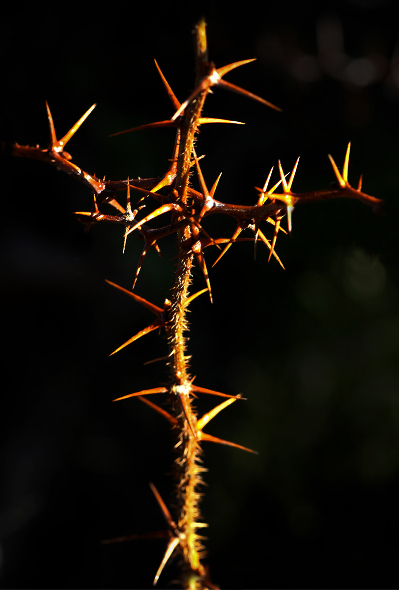 Canon EOS 60D + Tamron SP AF 90mm F2.8 Di Macro sample photo. Prickles photography