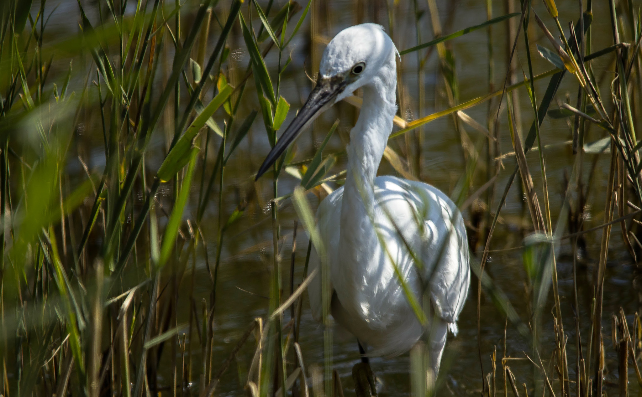 Sigma 150-500mm F5-6.3 DG OS HSM sample photo. En silence photography