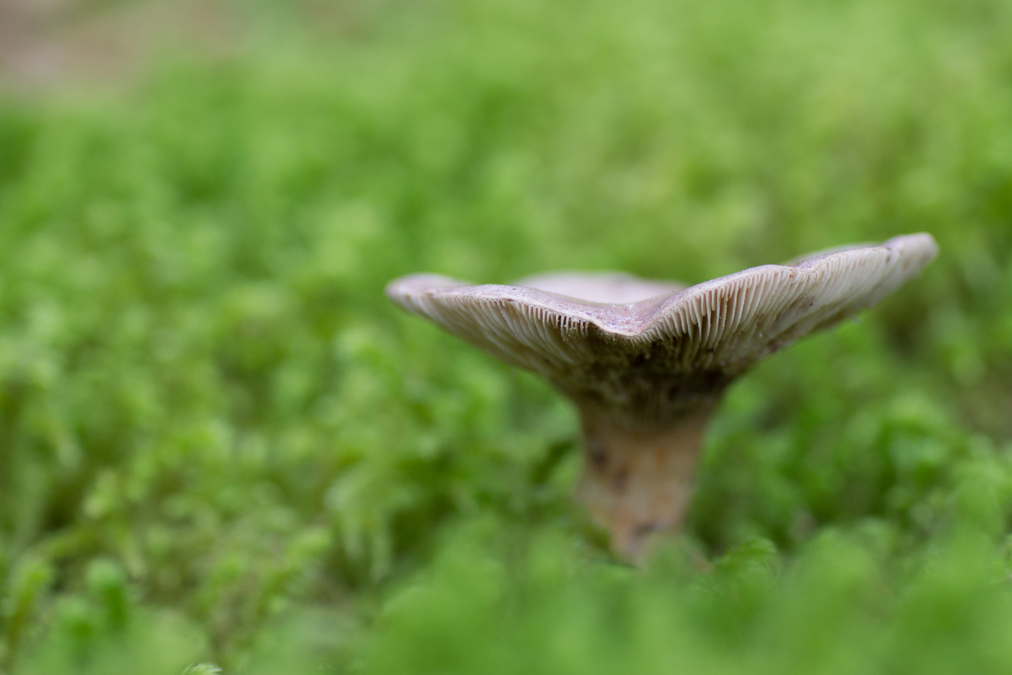 Sony SLT-A77 + Tamron SP AF 90mm F2.8 Di Macro sample photo. Mushy photography