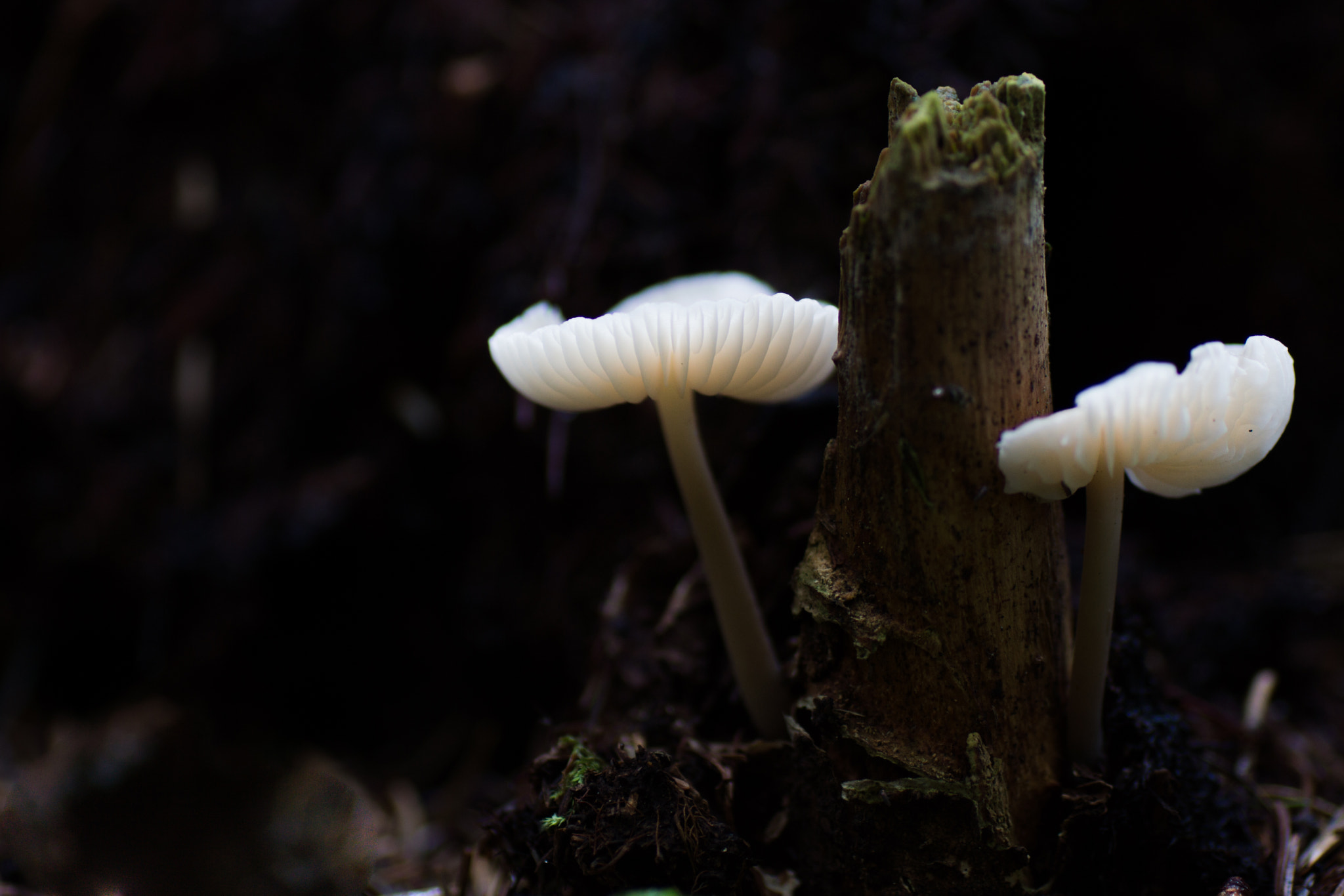 Sony SLT-A77 + Tamron SP AF 90mm F2.8 Di Macro sample photo. Mushy photography