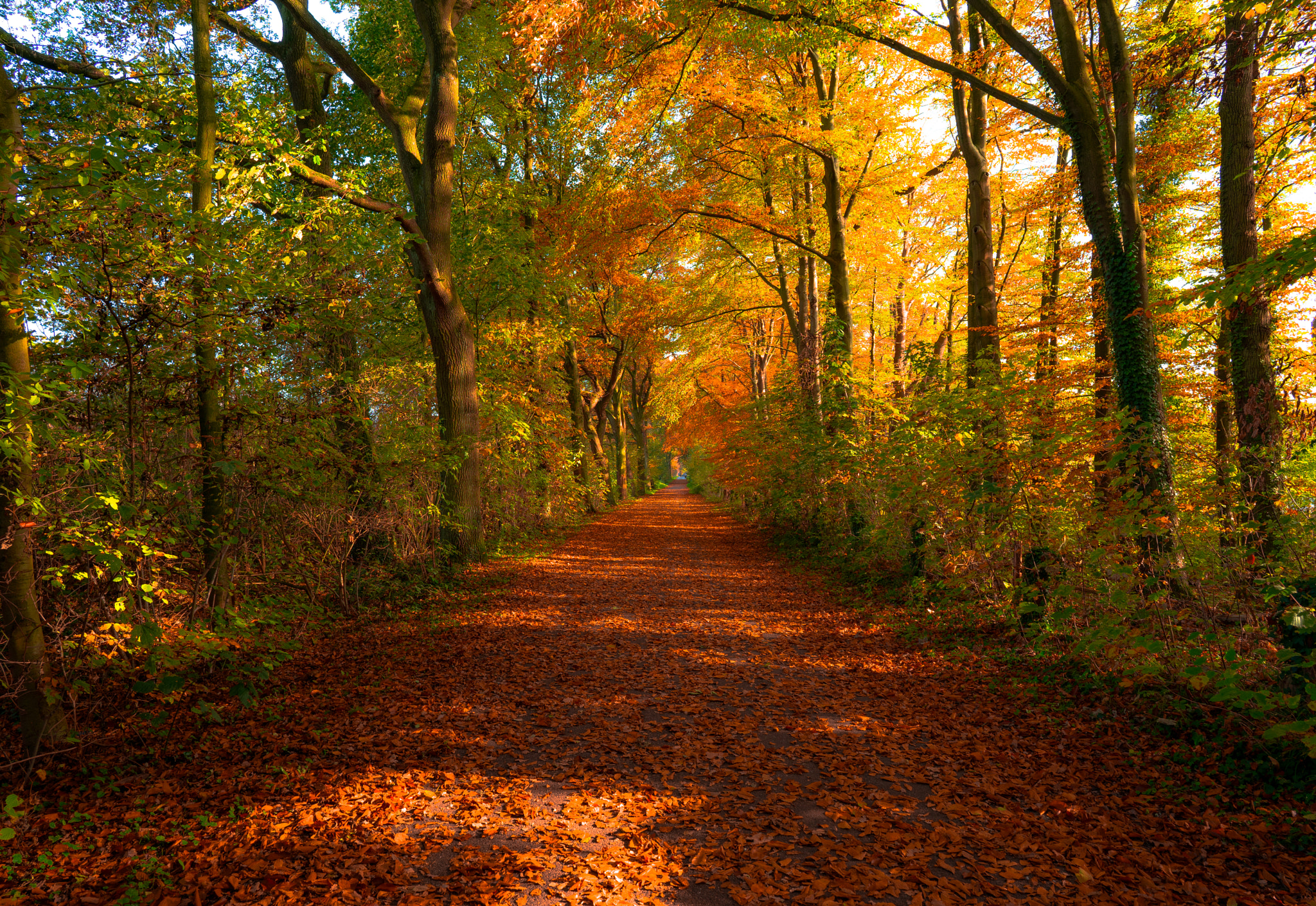 Sony a7 II sample photo. Autumn photography