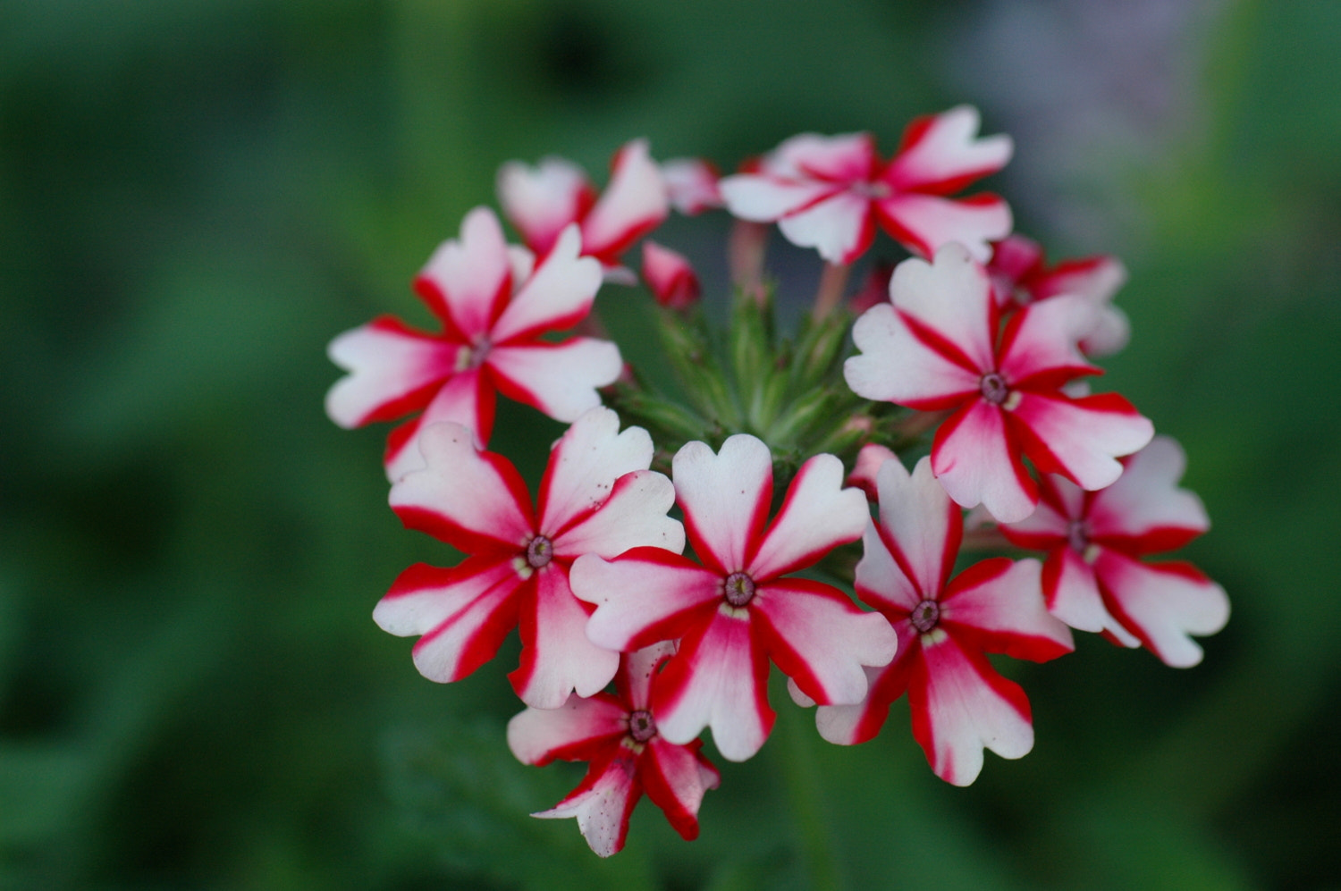 Nikon D70s + Sigma Macro 90mm F2.8 sample photo. A photography