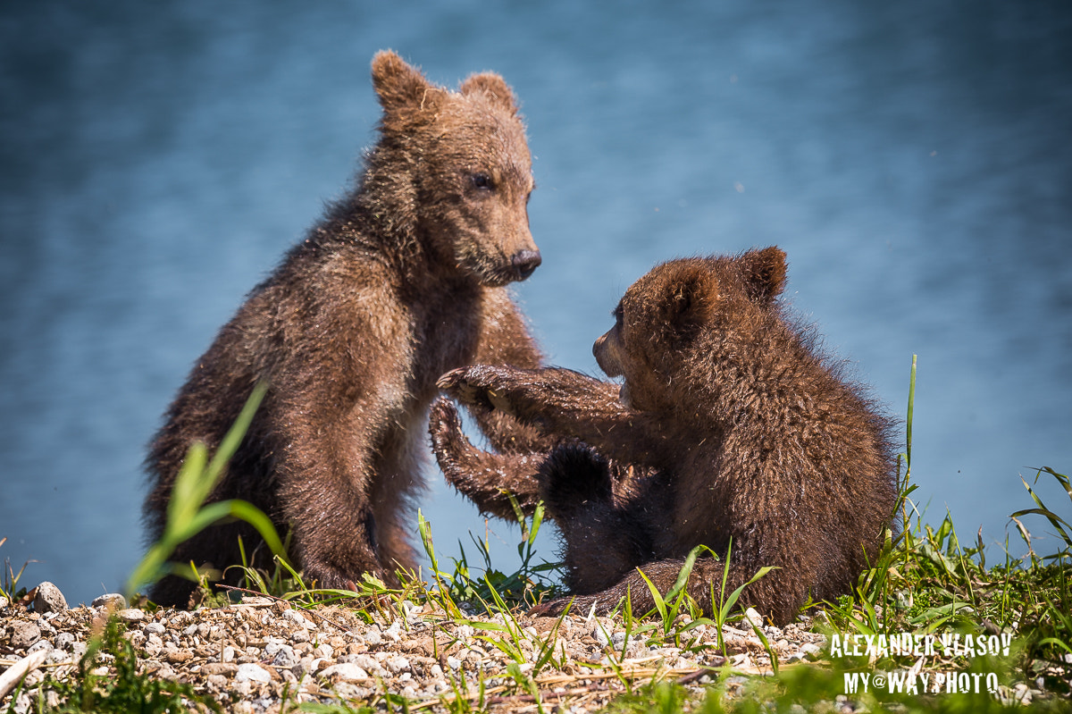 Nikon AF-S Nikkor 500mm F4E FL ED VR sample photo. Playful cubs photography