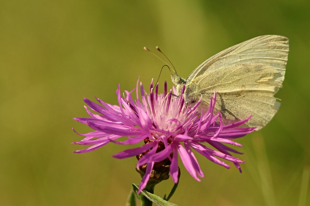 Canon EOS 1200D (EOS Rebel T5 / EOS Kiss X70 / EOS Hi) + Sigma 105mm F2.8 EX DG Macro sample photo. White butterfly in summer.. photography