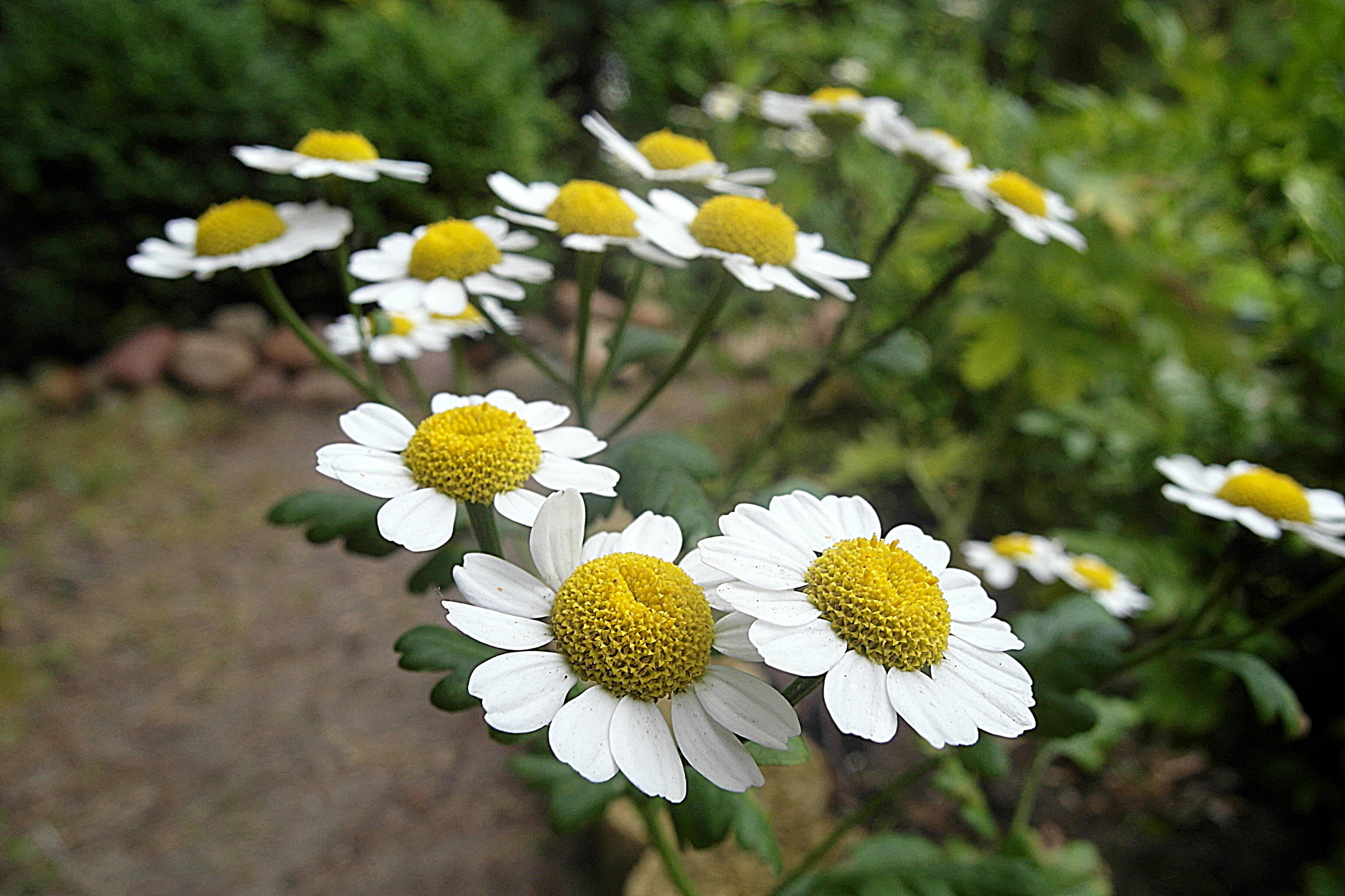 Samsung EX1 sample photo. Sam photography