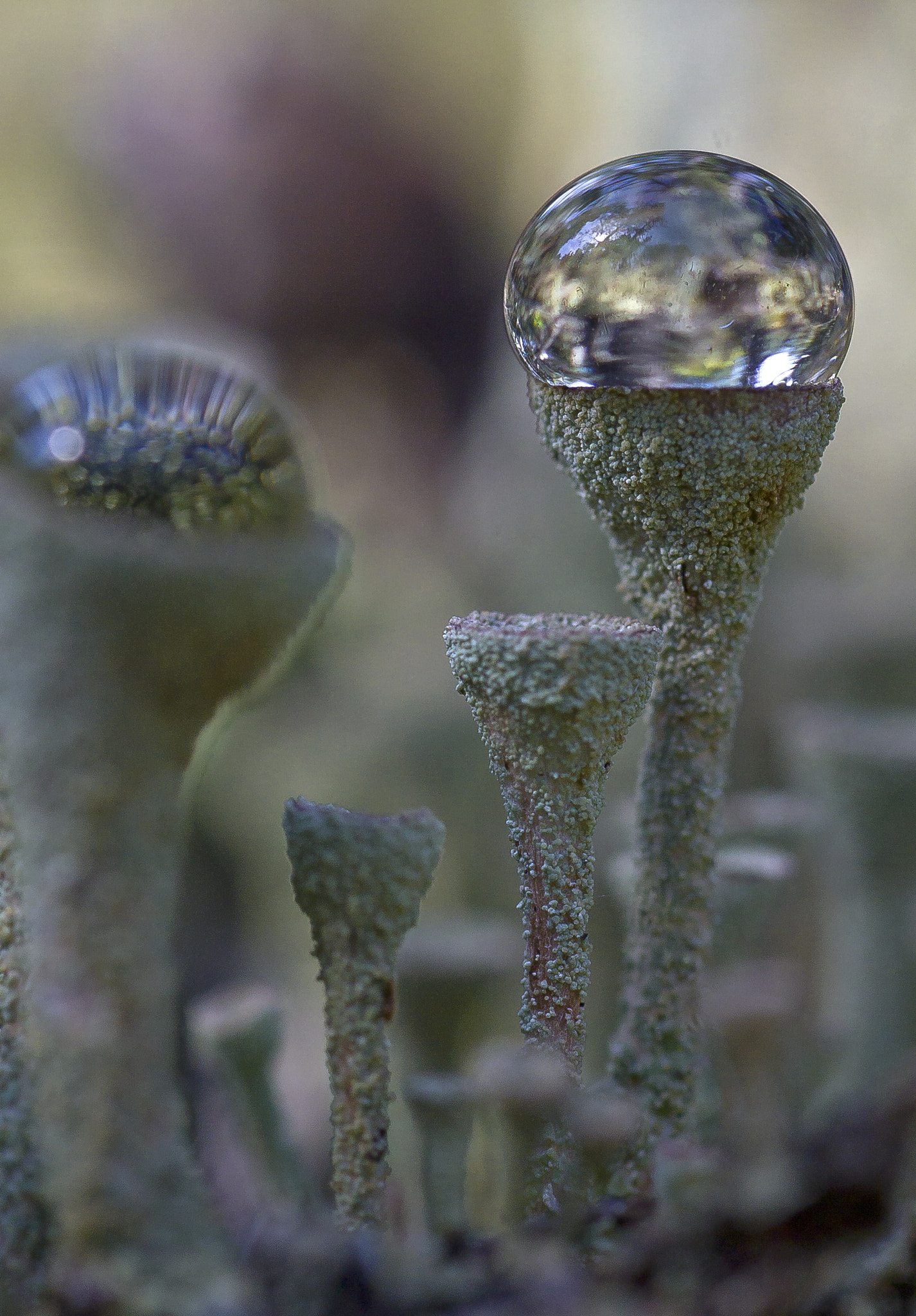 Canon EOS 450D (EOS Rebel XSi / EOS Kiss X2) + Tamron SP AF 90mm F2.8 Di Macro sample photo. Lichen&droplets photography