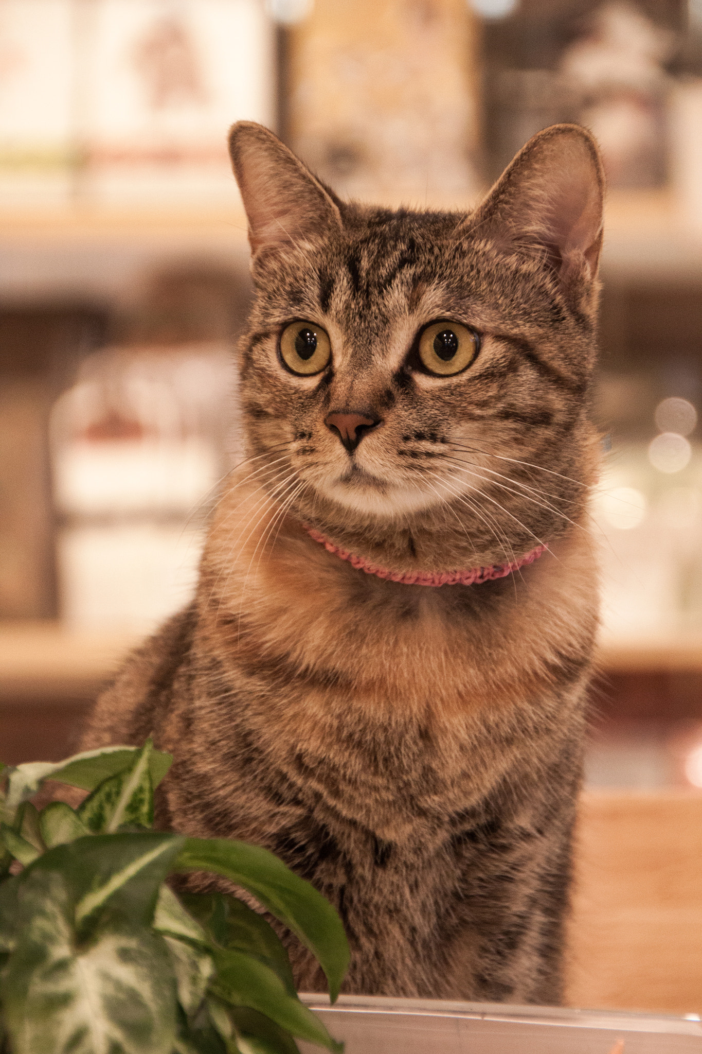 Sigma 18-250mm F3.5-6.3 DC OS HSM sample photo. Cat photography