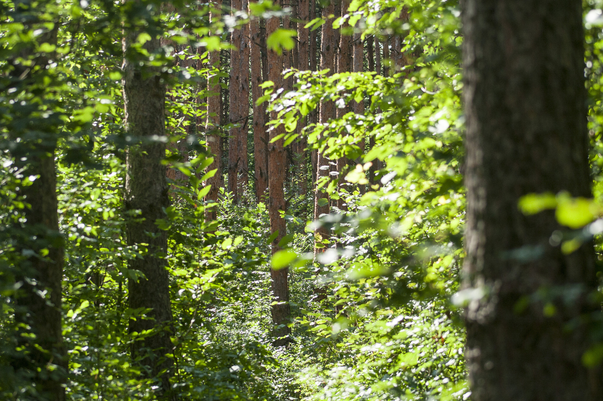 Canon EOS 30D + EF75-300mm f/4-5.6 sample photo. Mg photography