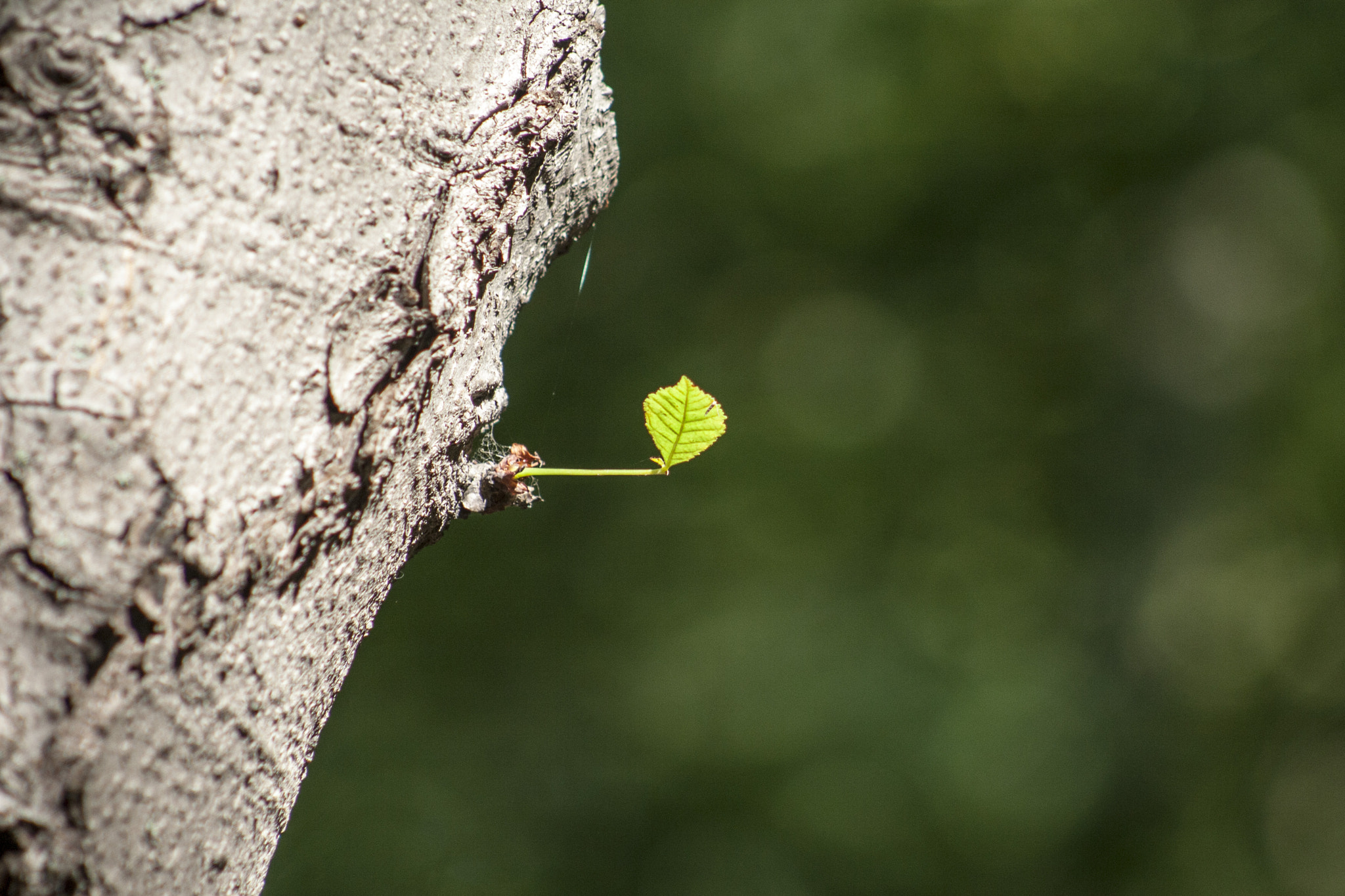 Canon EOS 30D + EF75-300mm f/4-5.6 sample photo. Mg photography