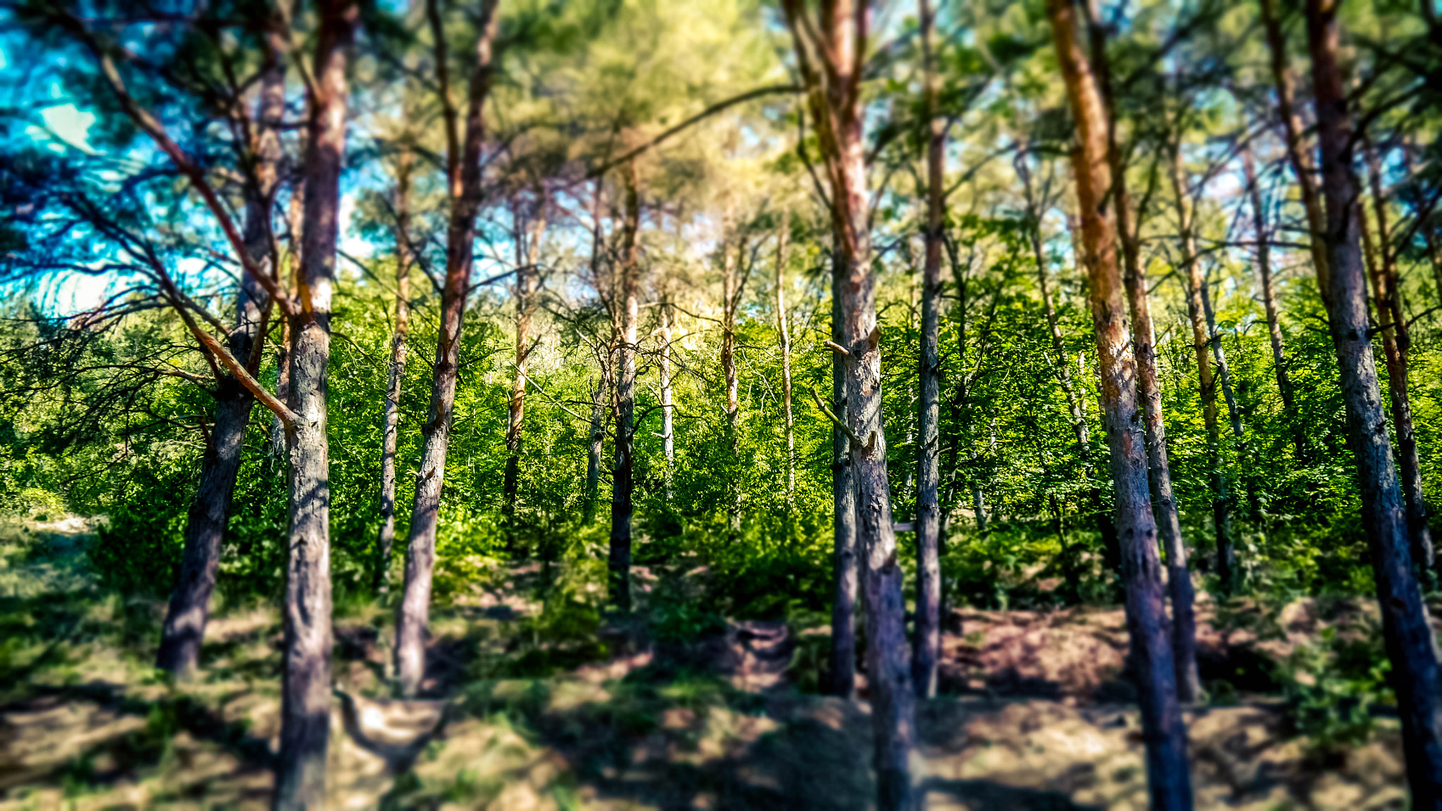 Panasonic Lumix DMC-G6 sample photo. Pine planting photography