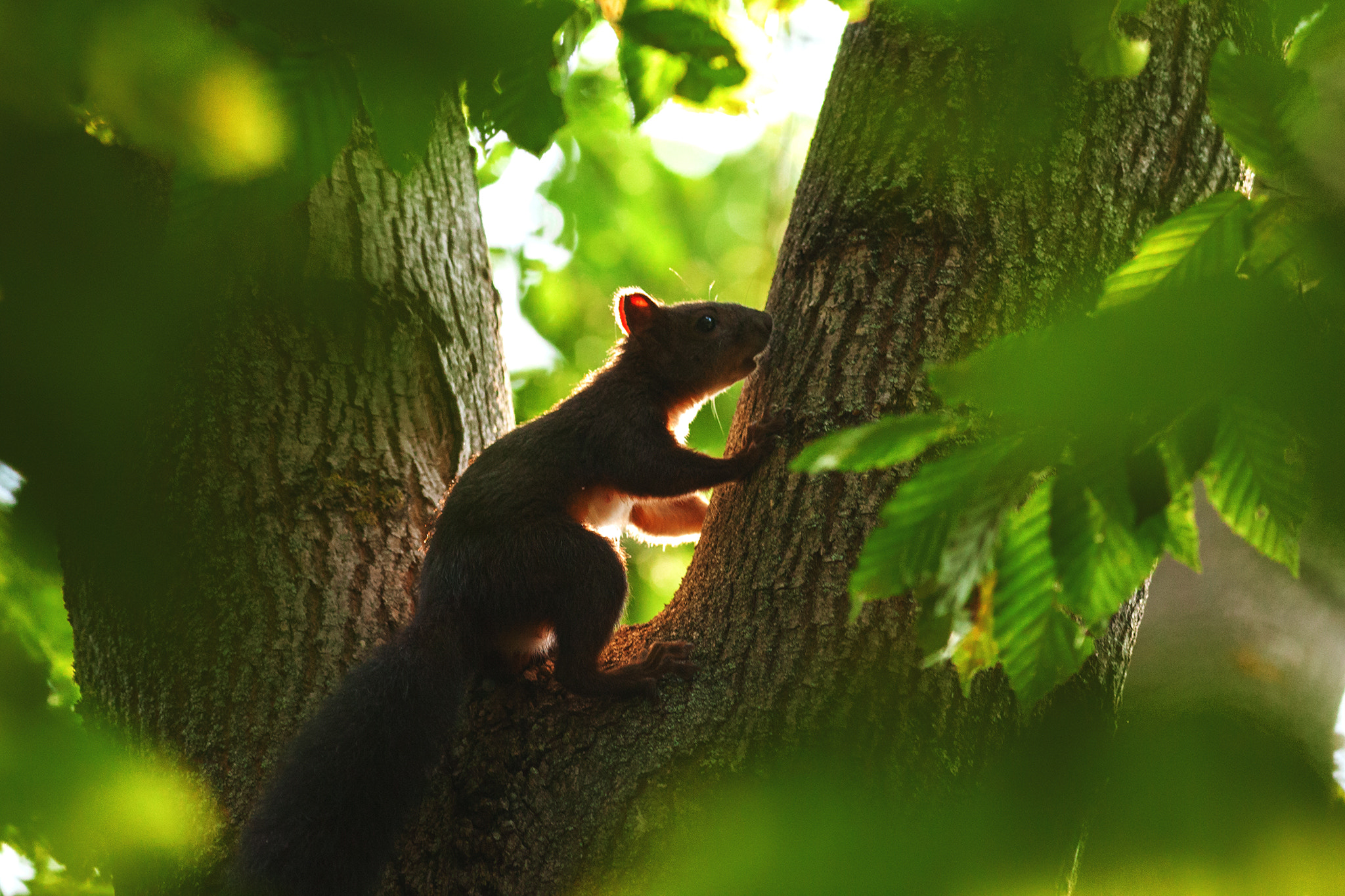 Canon EF 400mm F5.6L USM sample photo. Red squirrel photography