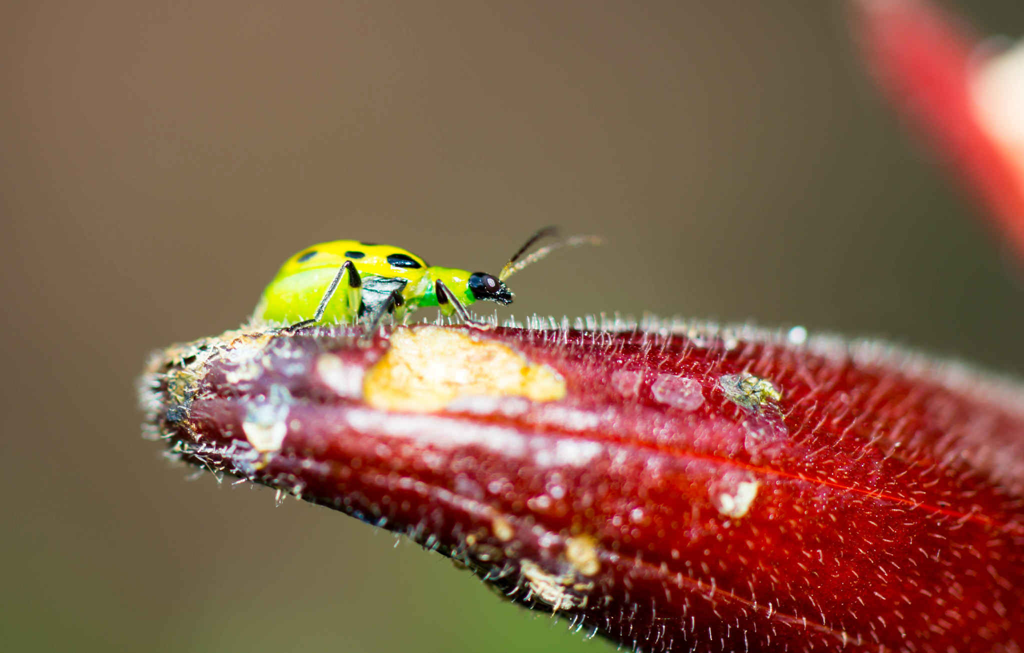 Sony SLT-A57 + MACRO 50mm F2.8 sample photo. Cucumber beetle photography