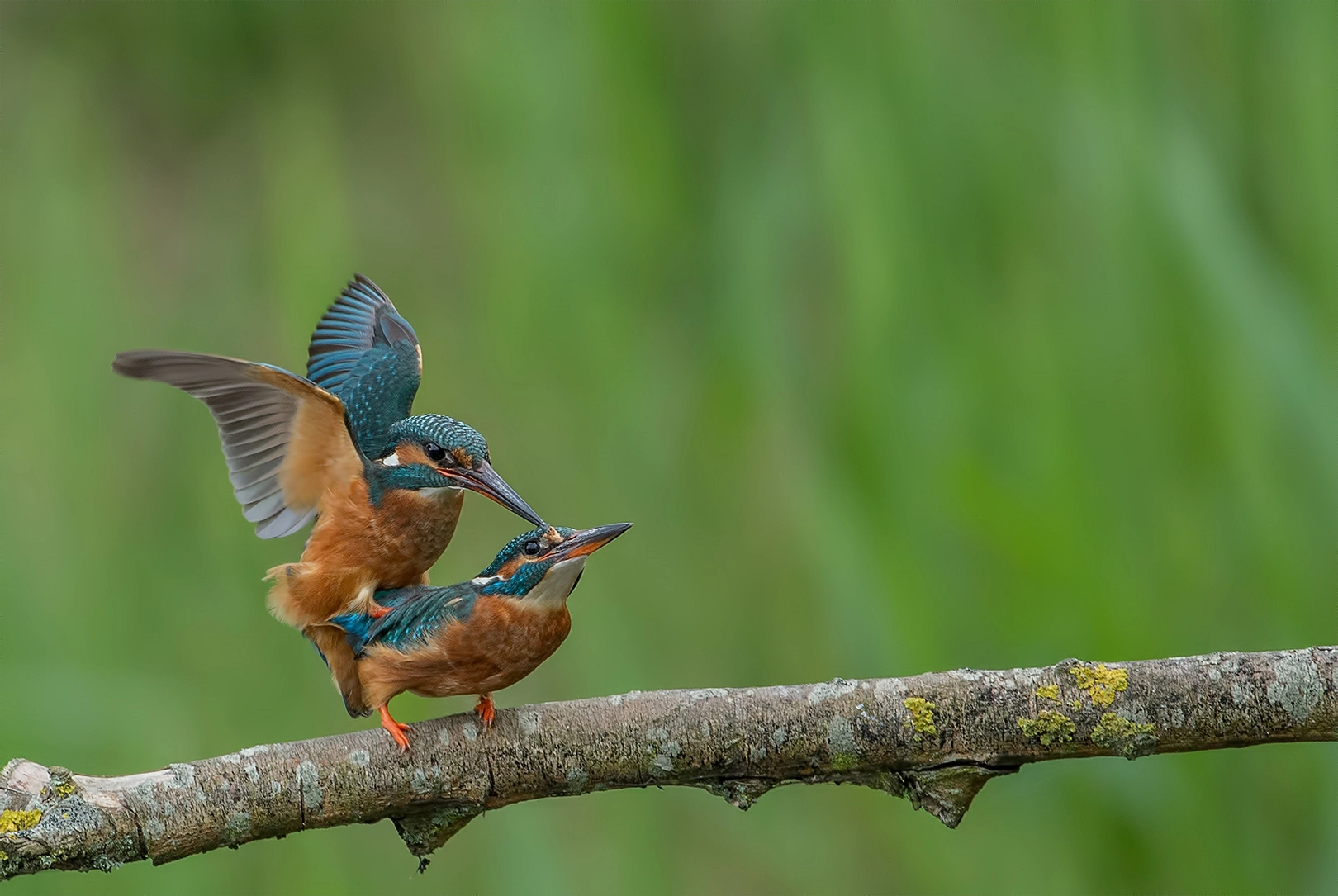 Canon EOS-1D Mark IV sample photo. Mating photography