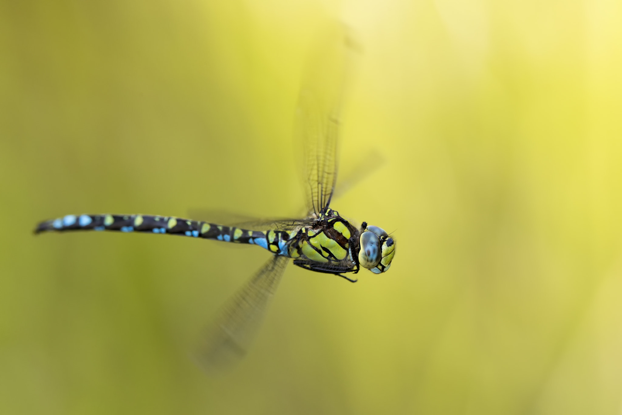 Canon EF 300mm F2.8L IS II USM sample photo. Flight of the southern hawker # 15 photography