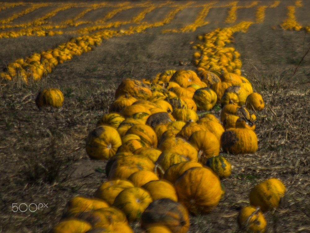 Pentax K-5 II sample photo. Pumpkin field photography