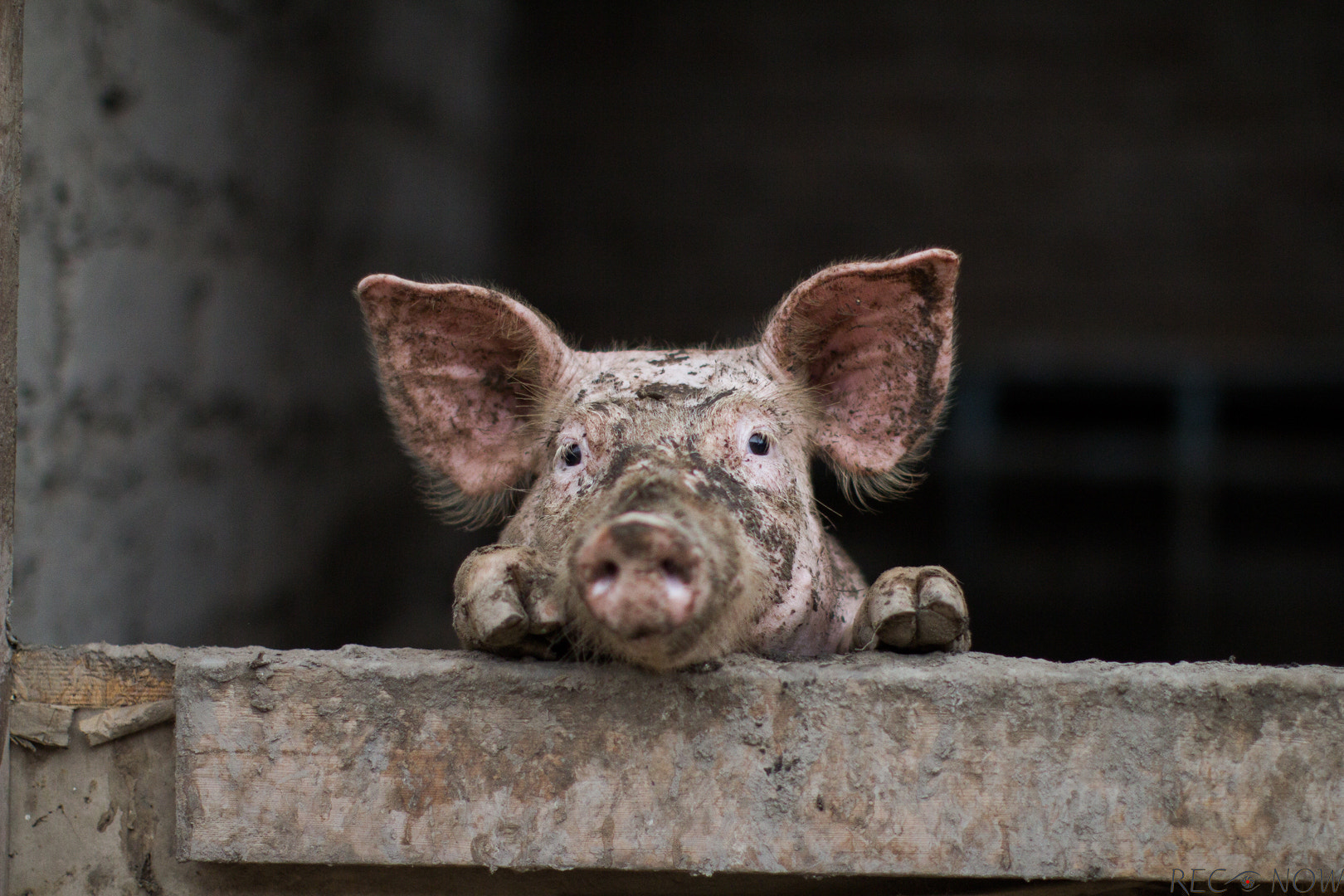 Canon EOS 60D + Canon EF 50mm F1.2L USM sample photo. El cerdo de la abuela! photography