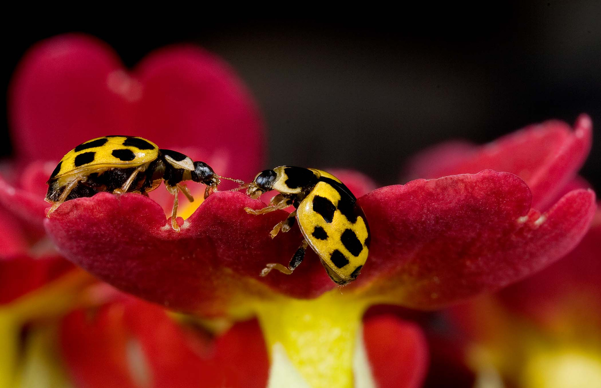 Canon MP-E 65mm F2.5 1-5x Macro Photo sample photo. The yellow ladybirds photography
