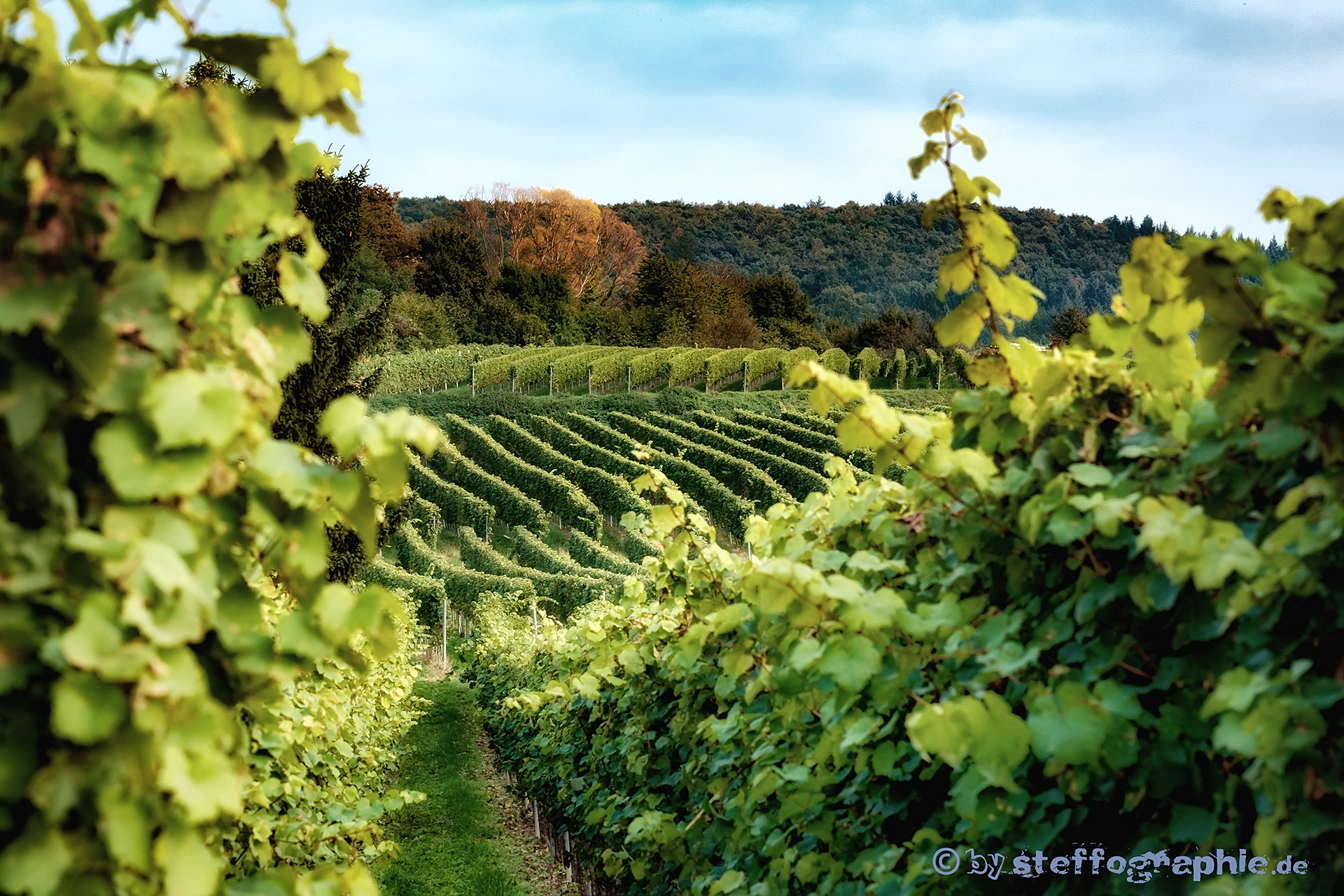 Fujifilm X-T1 + Fujifilm XF 60mm F2.4 R Macro sample photo. Wineyards photography