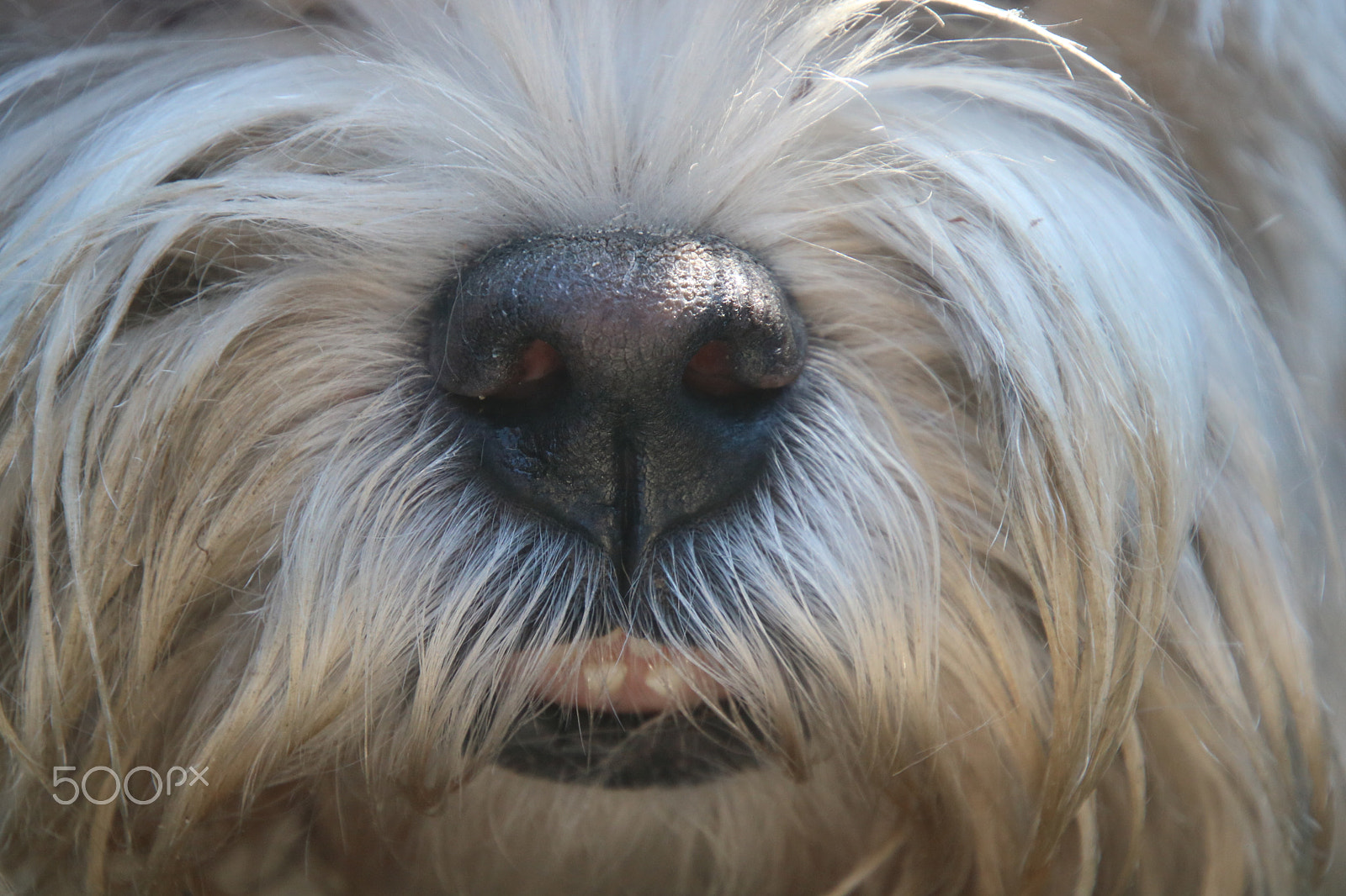 Canon EOS 750D (EOS Rebel T6i / EOS Kiss X8i) sample photo. Neus van misty photography