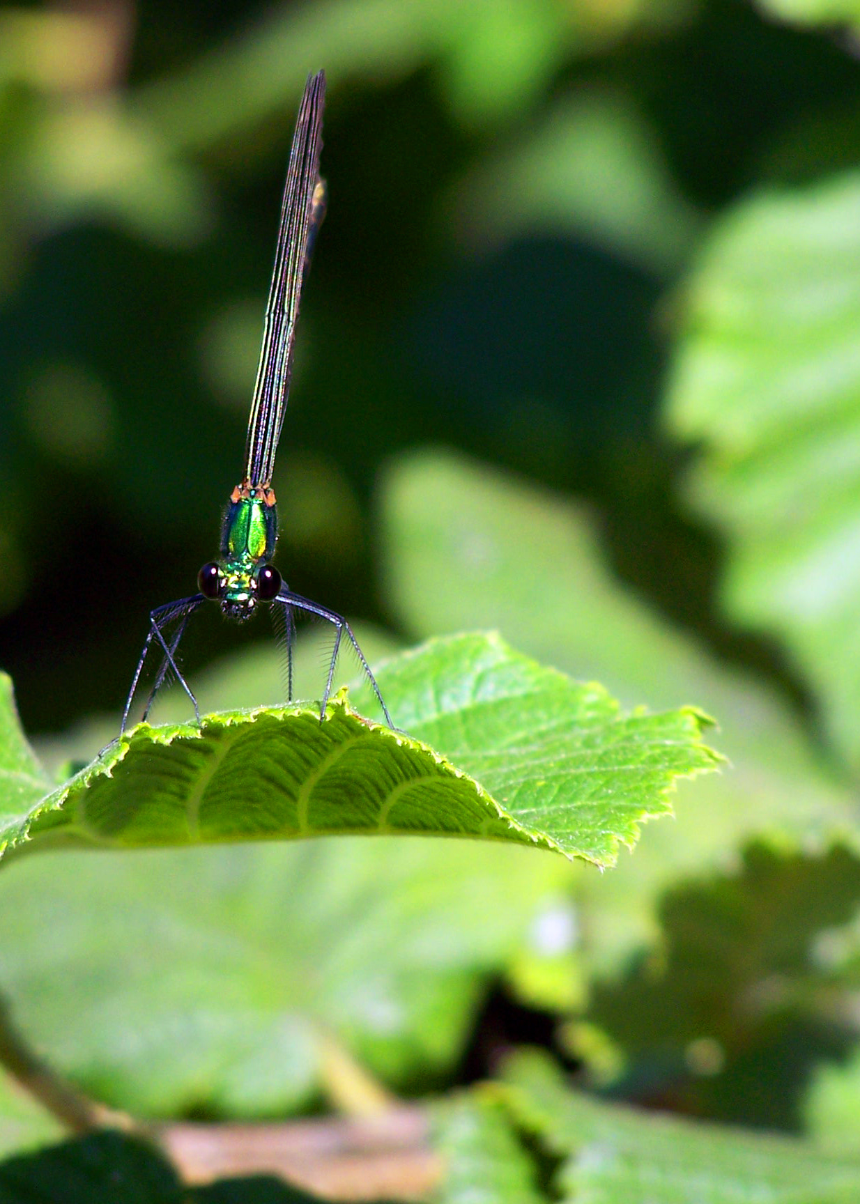 Kodak Z650 ZOOM DIGITAL CAMERA sample photo. Dragonfly photography